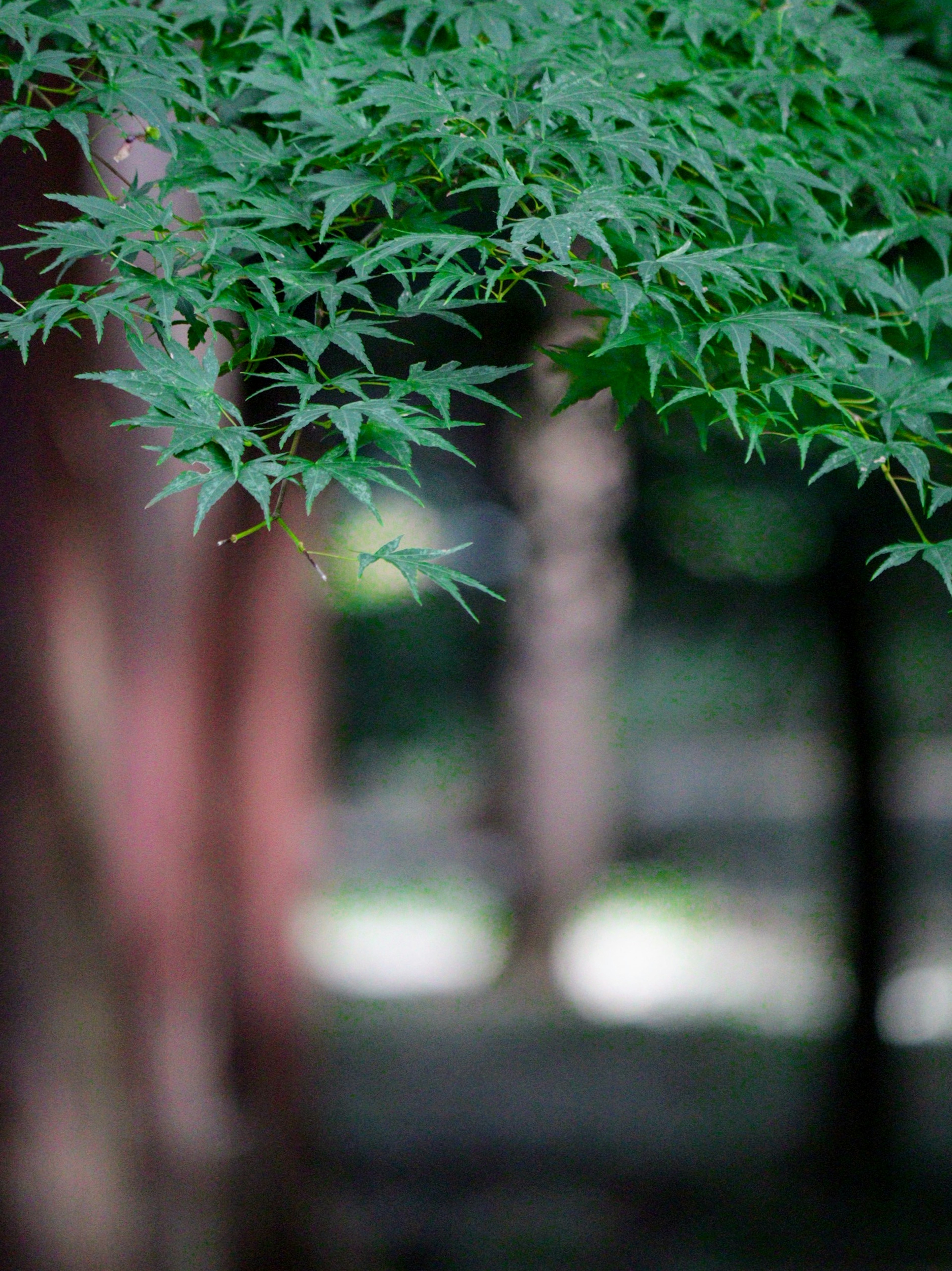 Image featuring lush green leaves with blurred trees in the background