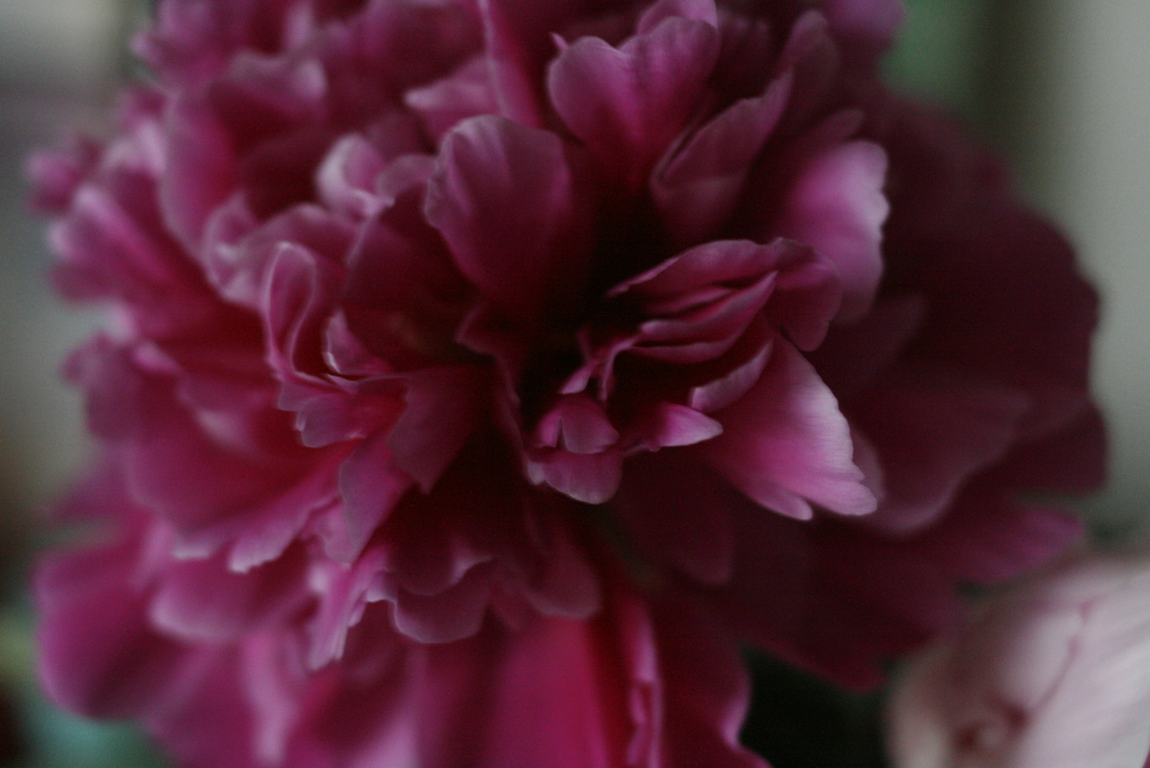 Gros plan d'une fleur floue avec des pétales violets éclatants