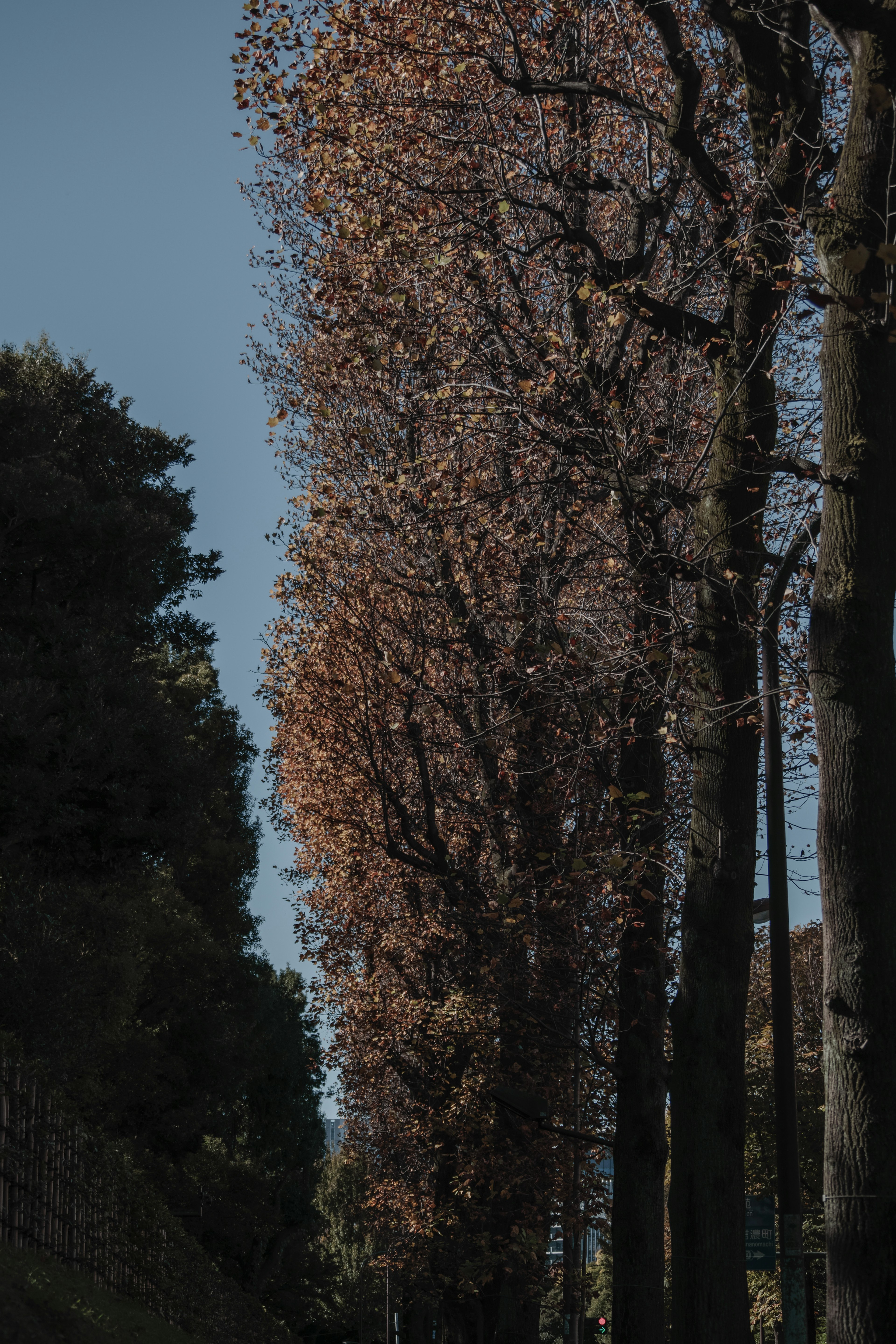 Árboles altos alineados en una calle durante el otoño