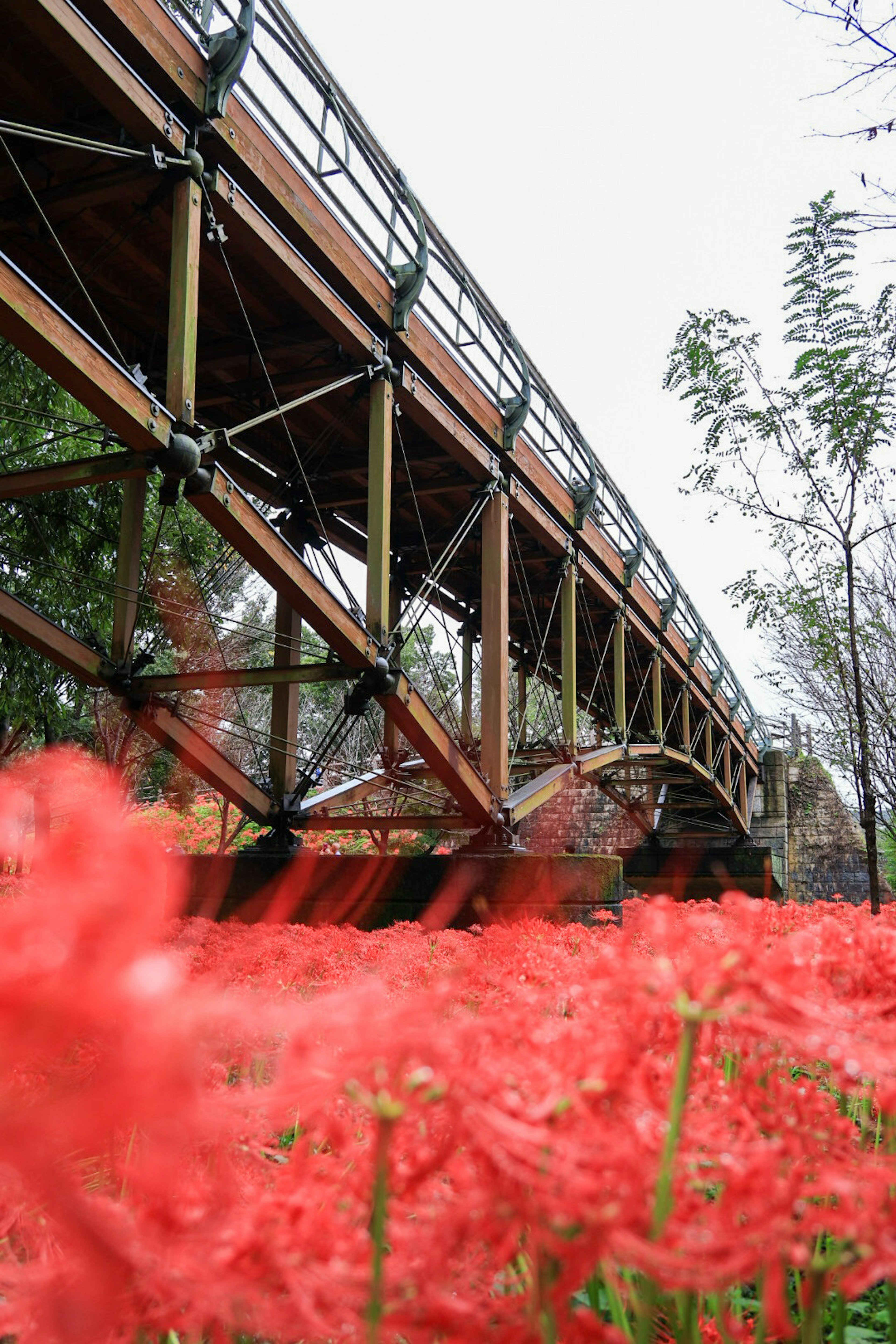 Vista di un ponte in legno con fiori rossi in primo piano