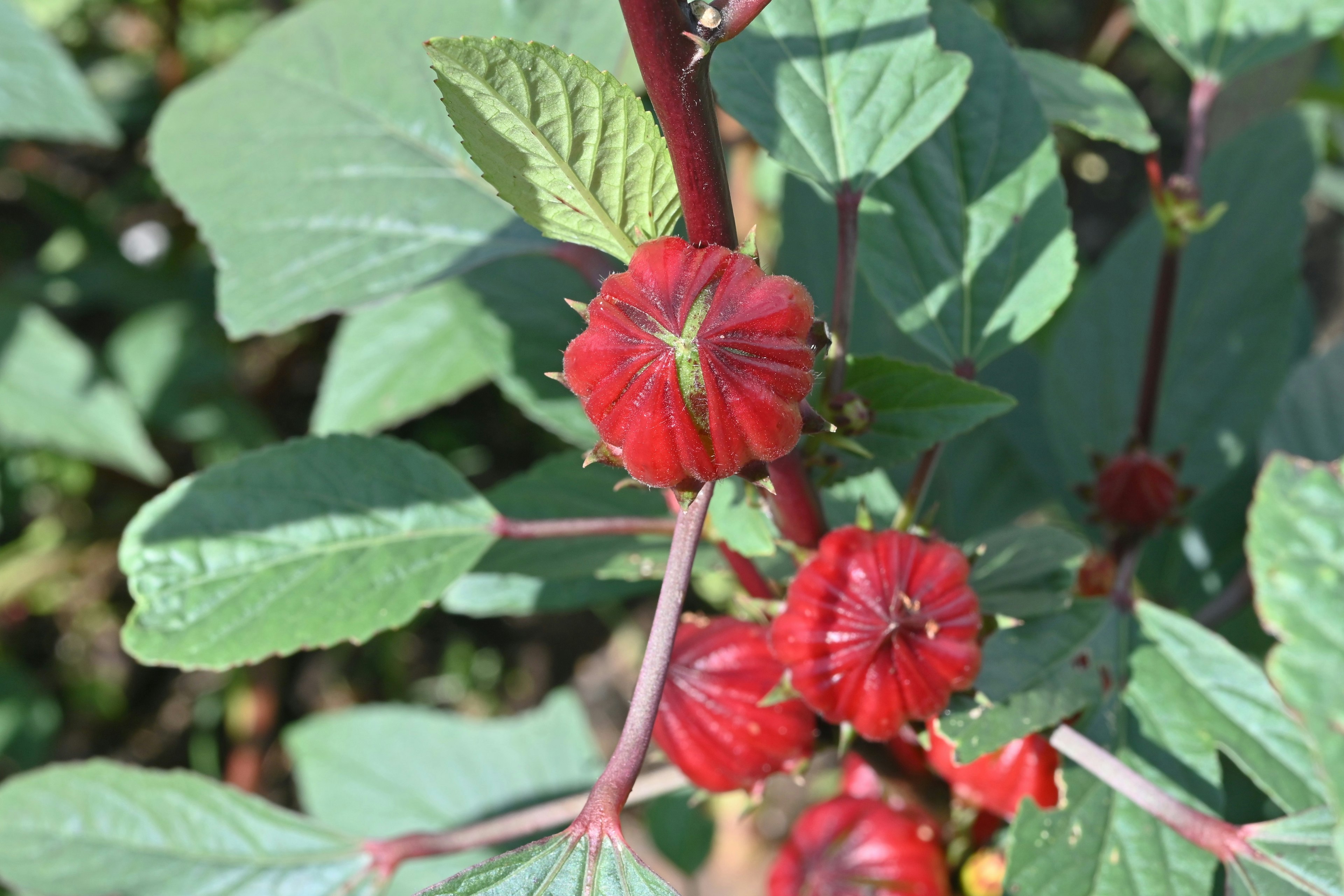 Gros plan d'une plante avec des fleurs rouges et des feuilles vertes