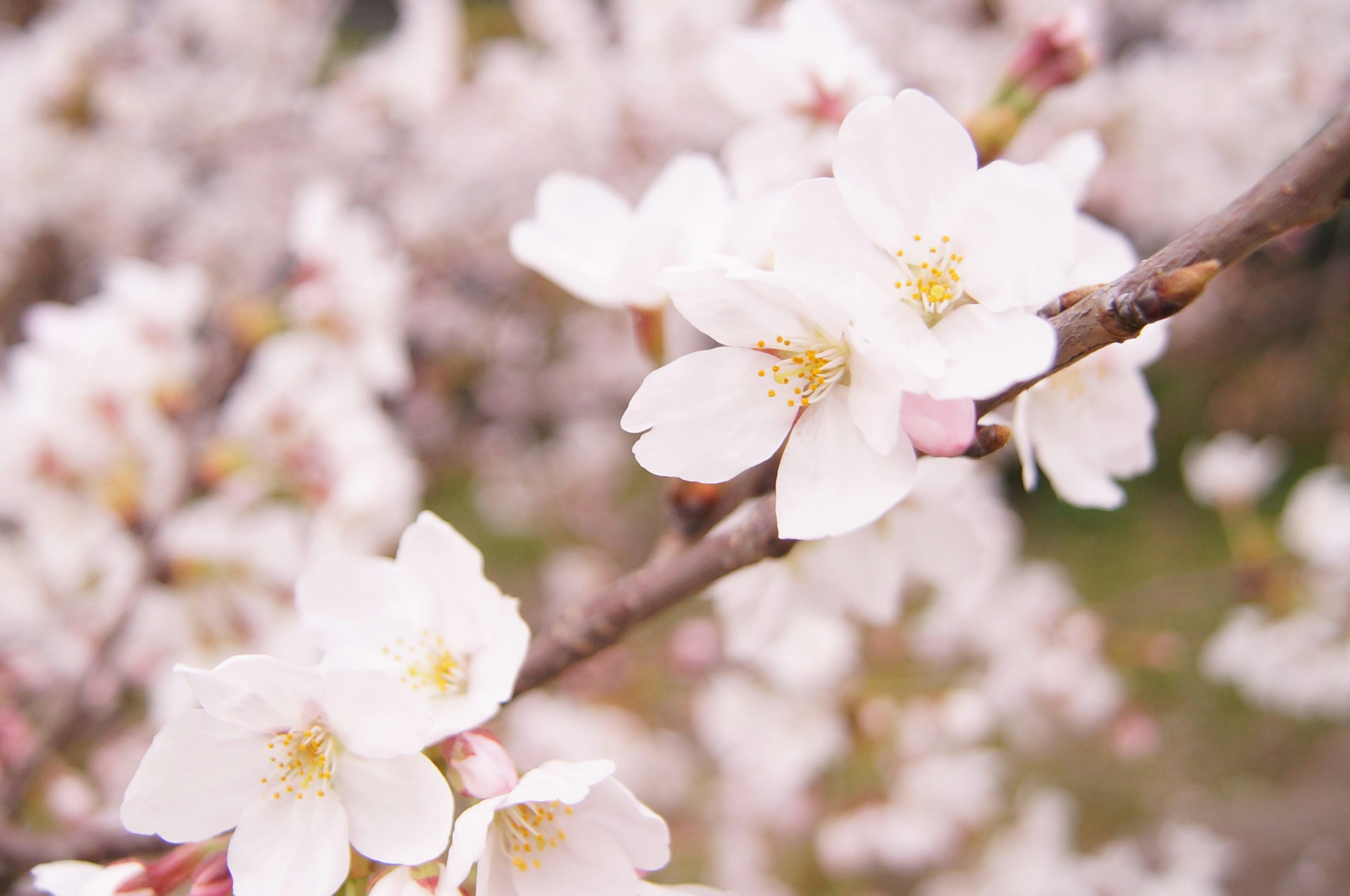 Close-up of cherry blossom flowers on a branch