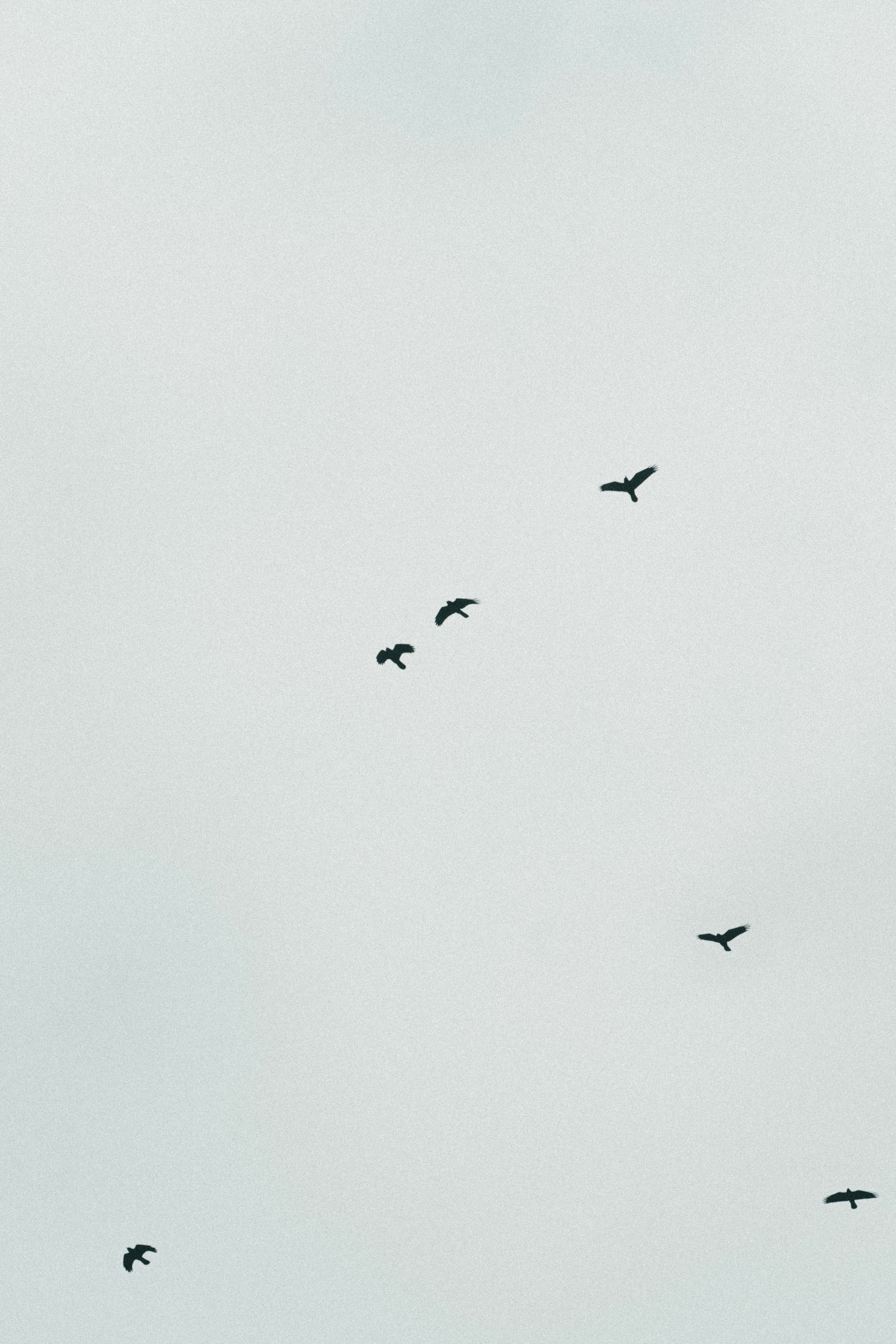 A flock of black birds flying in the sky