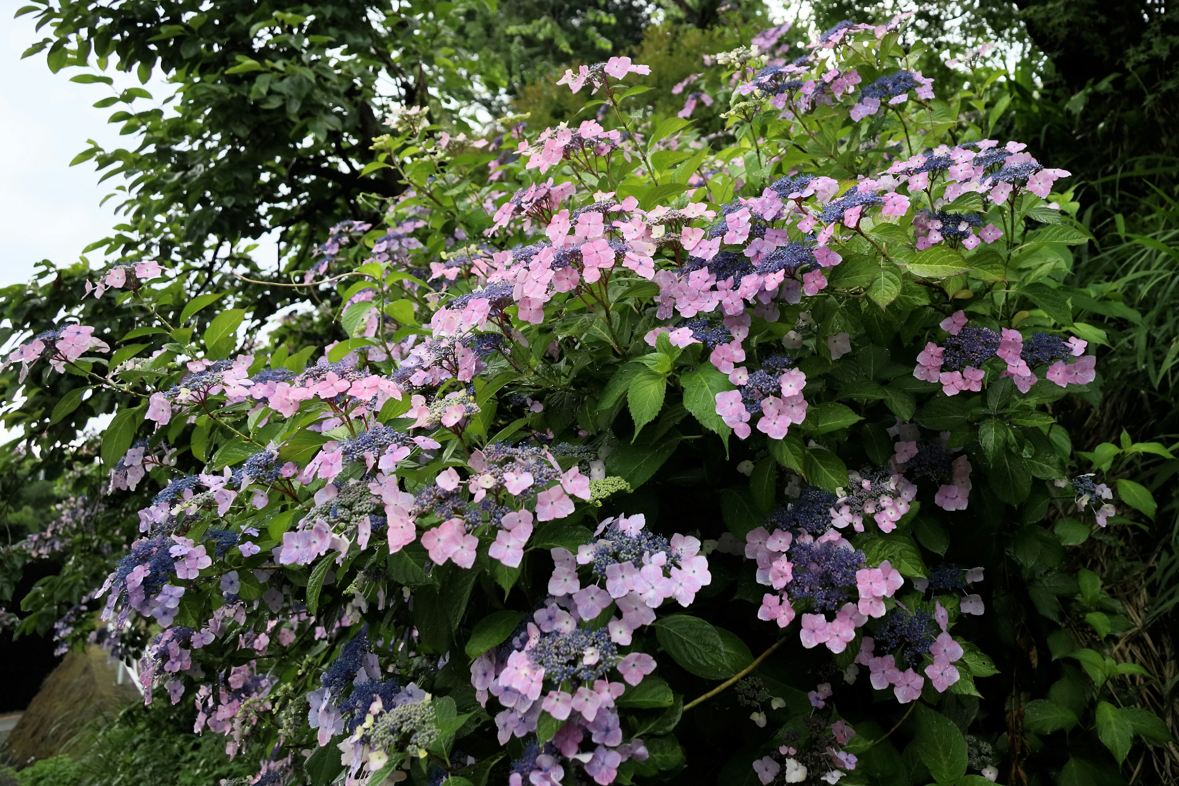 Una planta exuberante con hermosas flores moradas y rosas