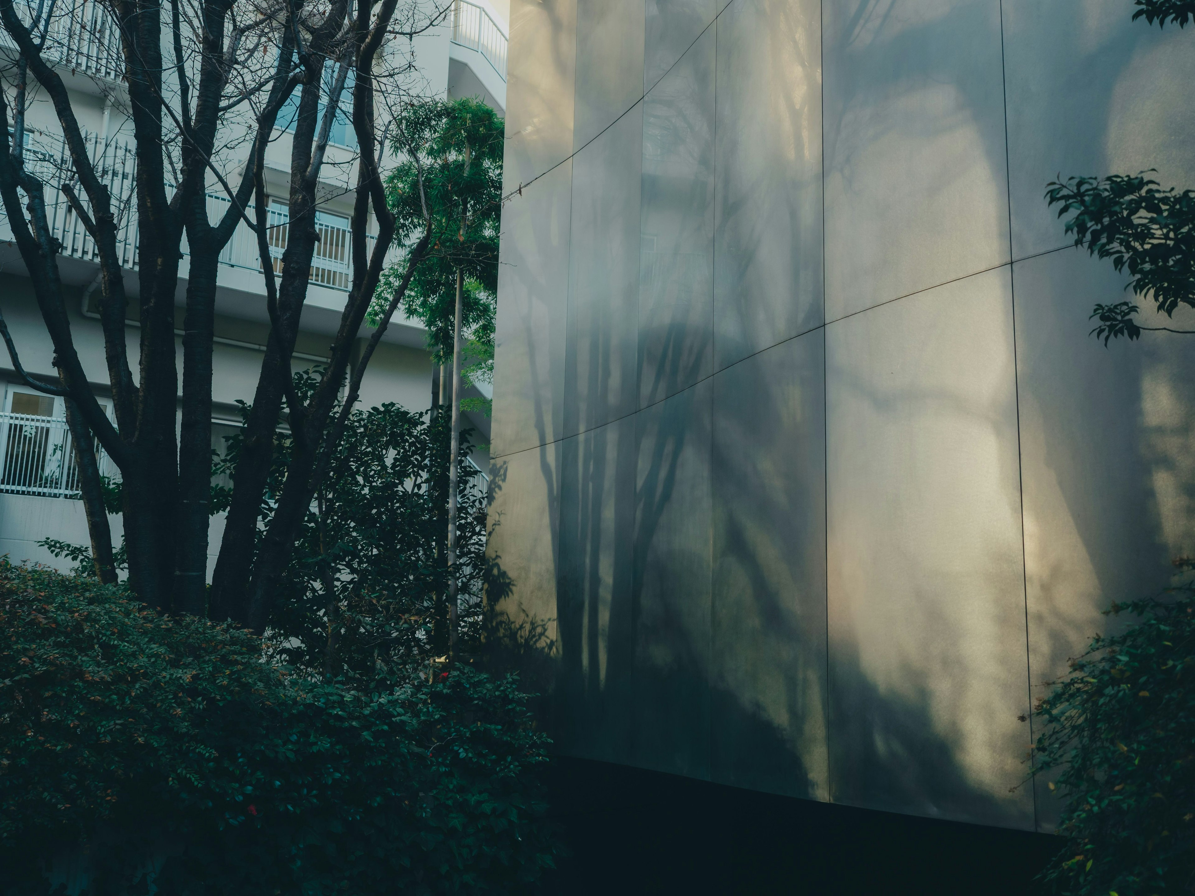木の影が映る現代的な建物の外壁と緑の植栽