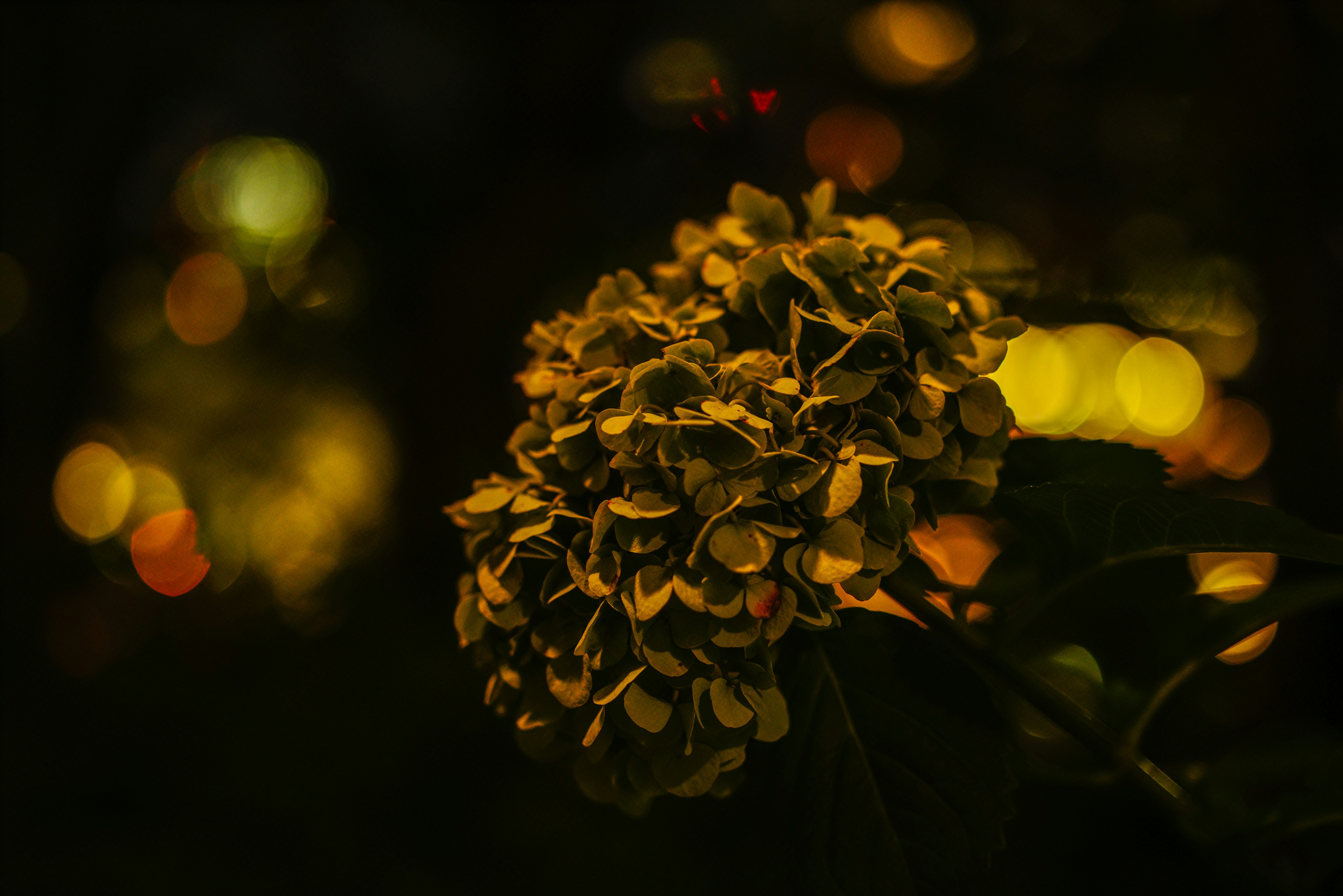 Nahaufnahme einer gelben Blume vor dunklem Hintergrund