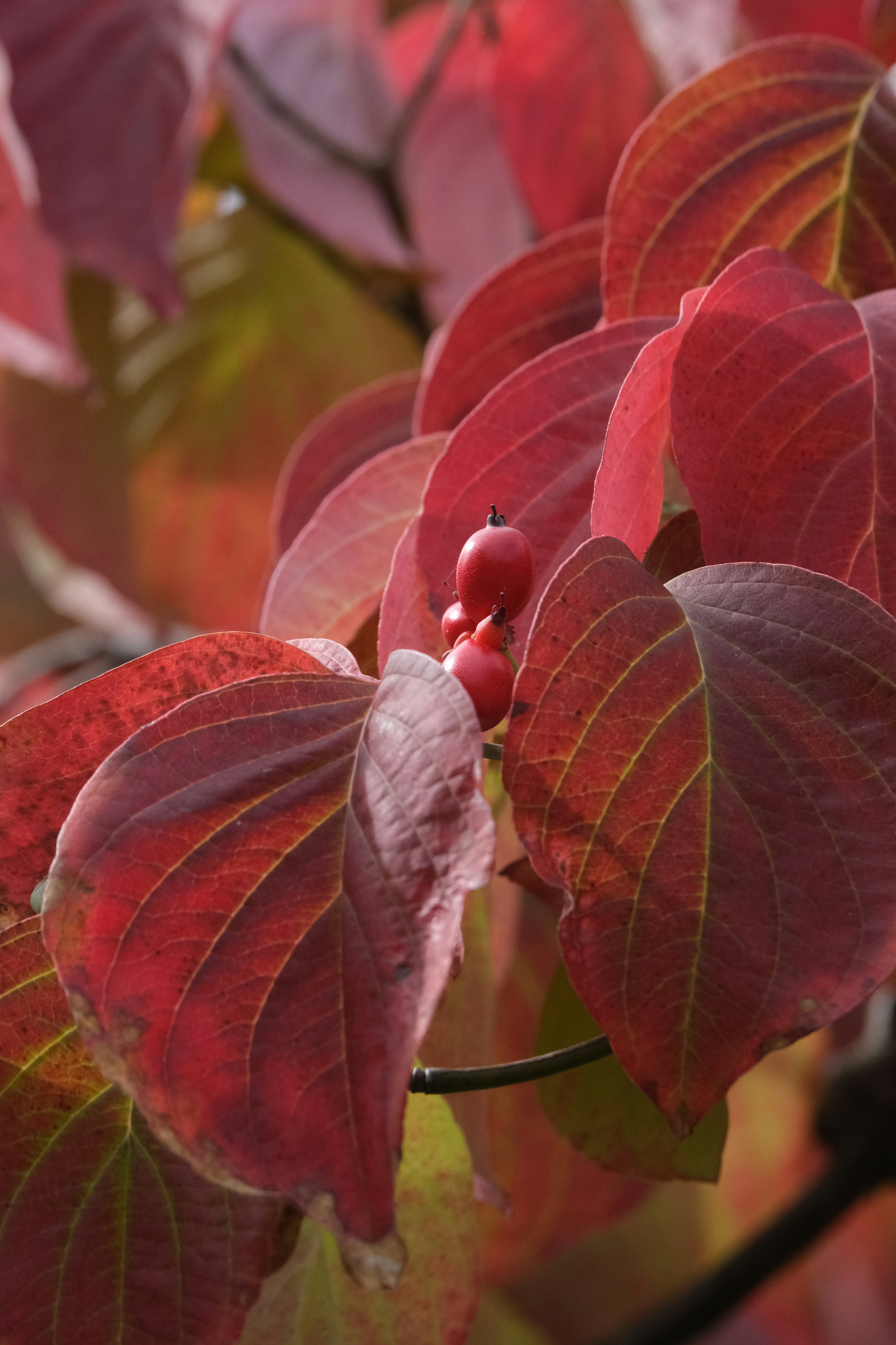 Primer plano de hojas rojas y verdes vibrantes en una planta