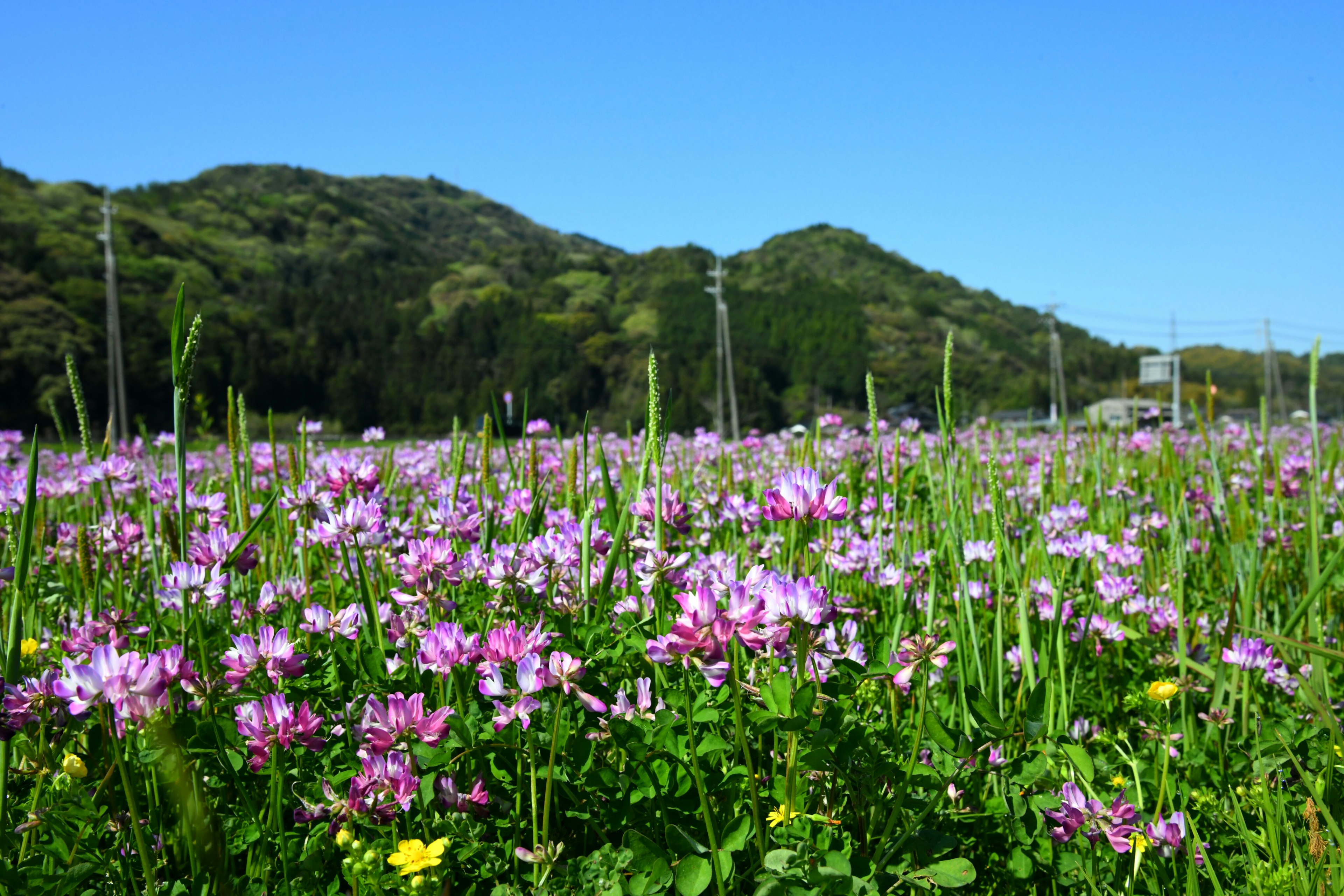 鮮やかな紫の花が咲く平野と青空の風景