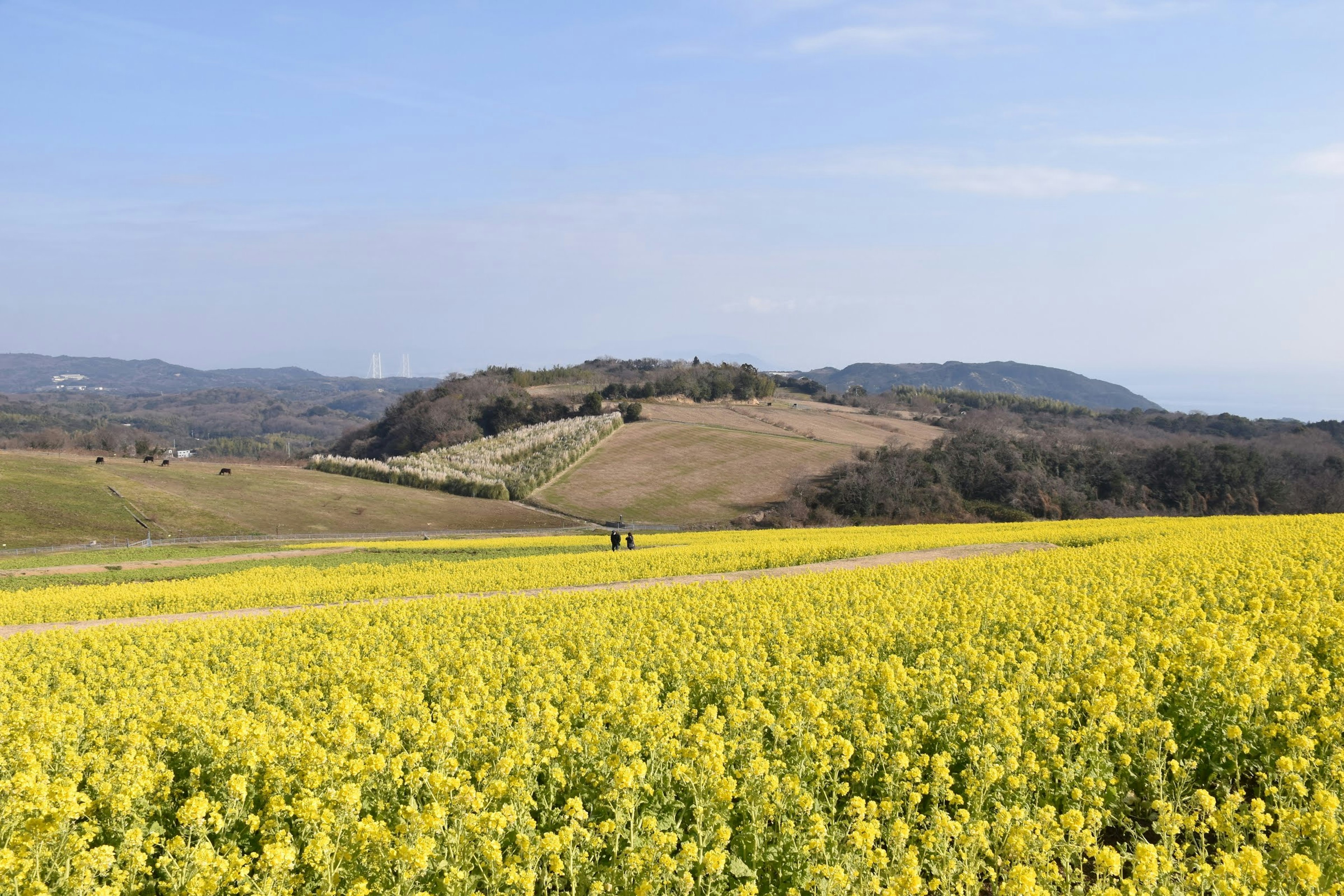 Landskap luas dengan bunga rapeseed kuning yang mekar dan langit biru