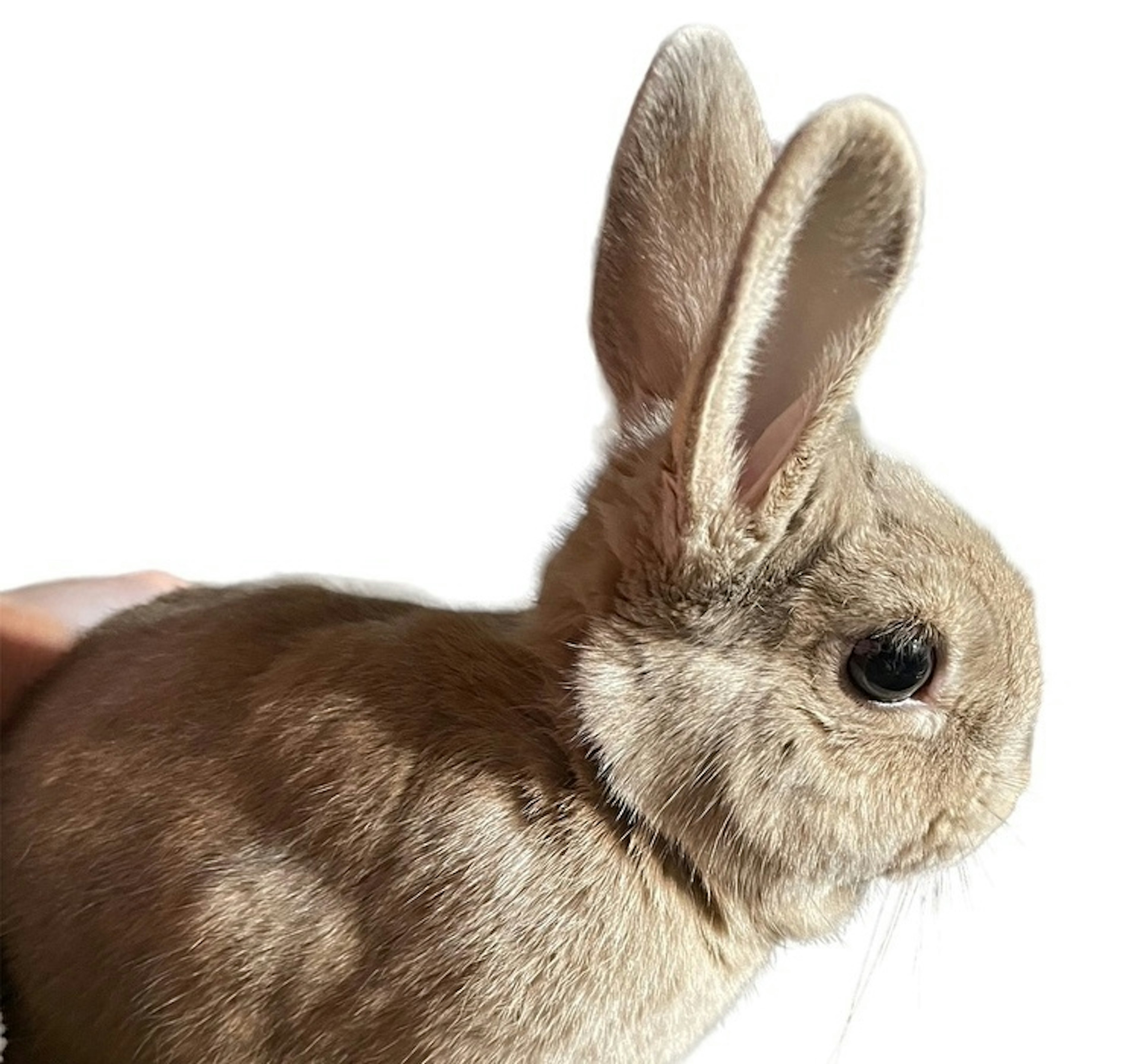 A small rabbit sitting sideways with soft fur