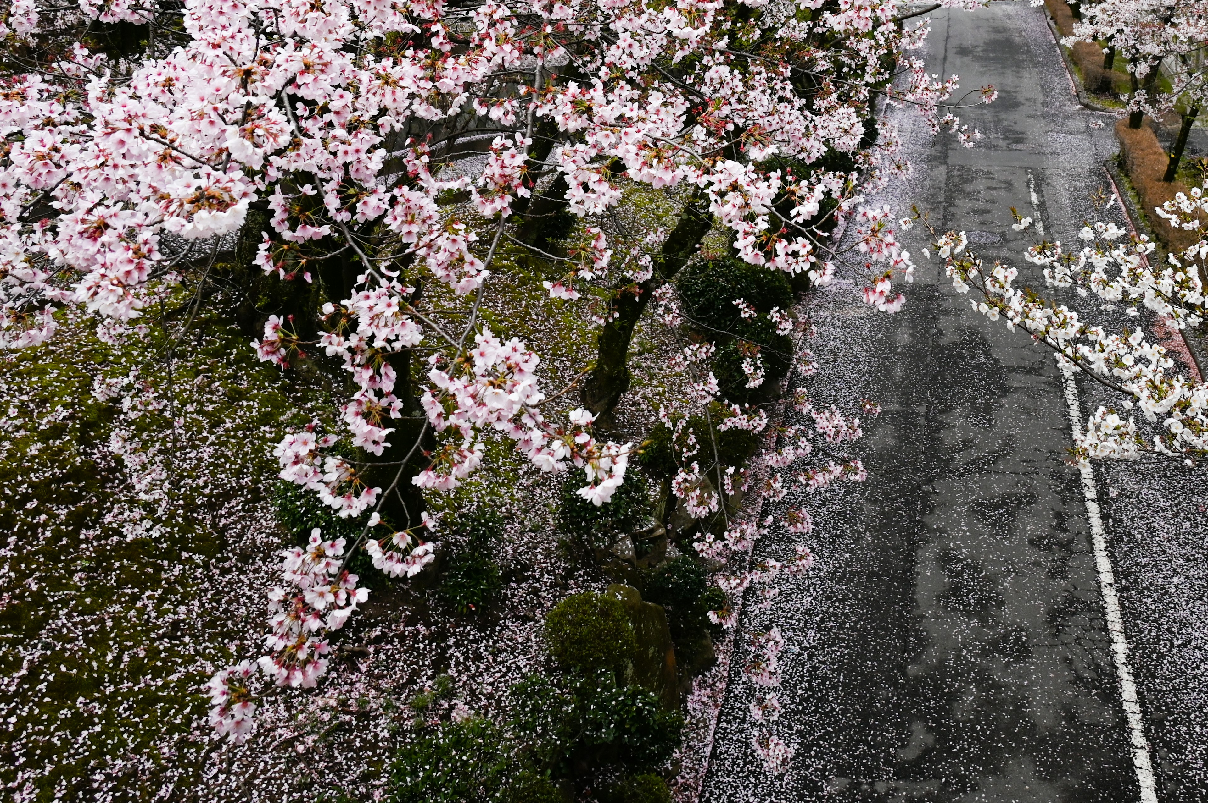 Pemandangan udara pohon sakura dengan kelopak bunga berserakan di jalan