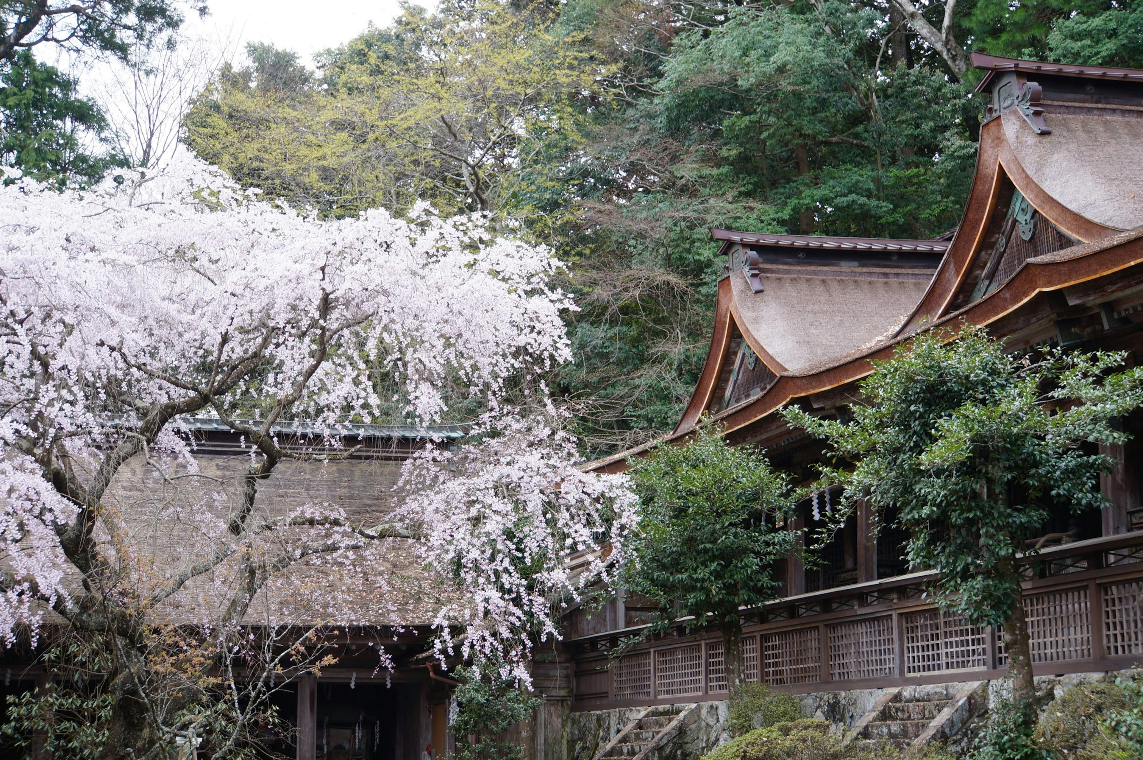 樱花树和传统日本建筑的宁静场景