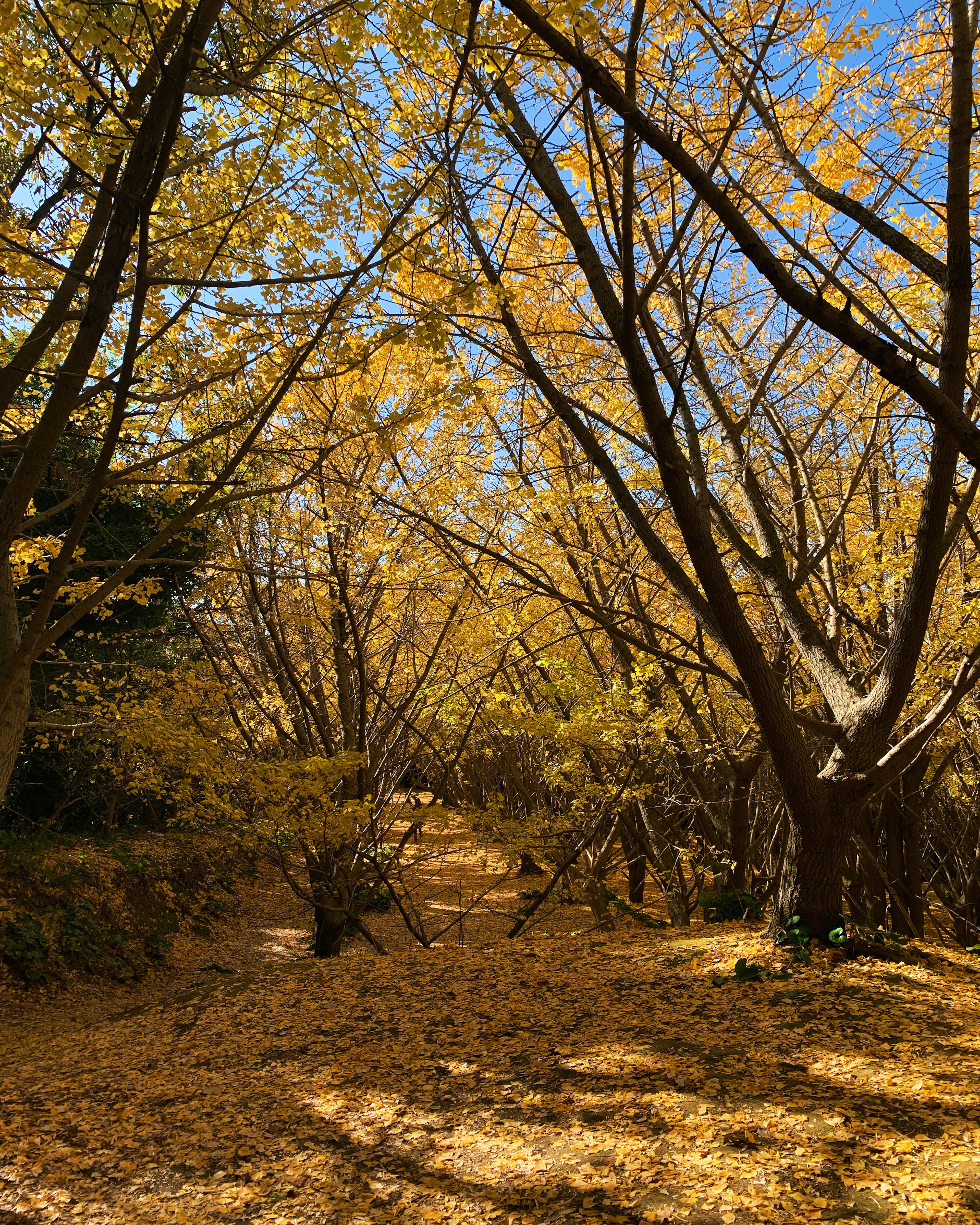 Autumn trail covered in yellow leaves