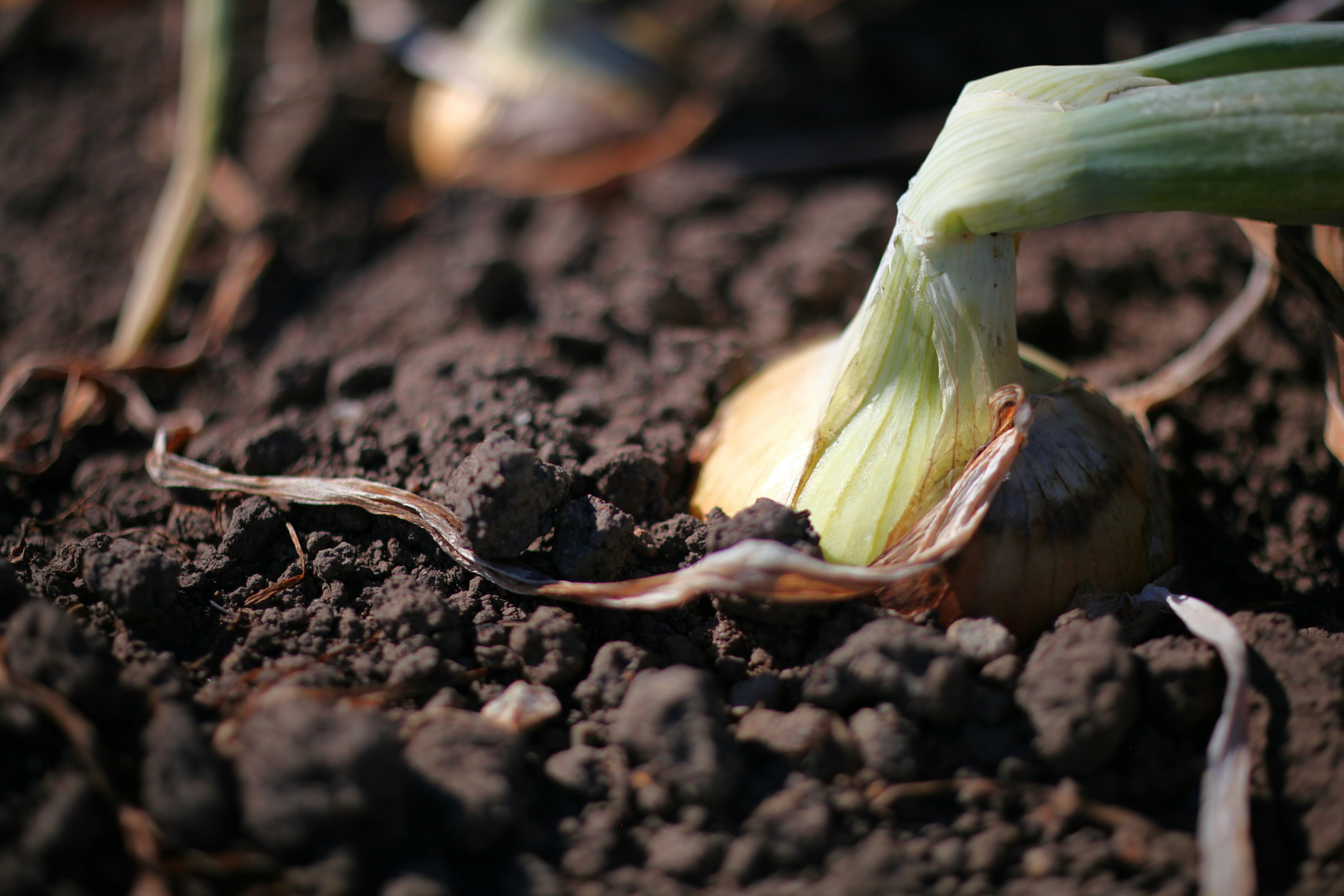 Fresh onion bulb peeking out from the soil