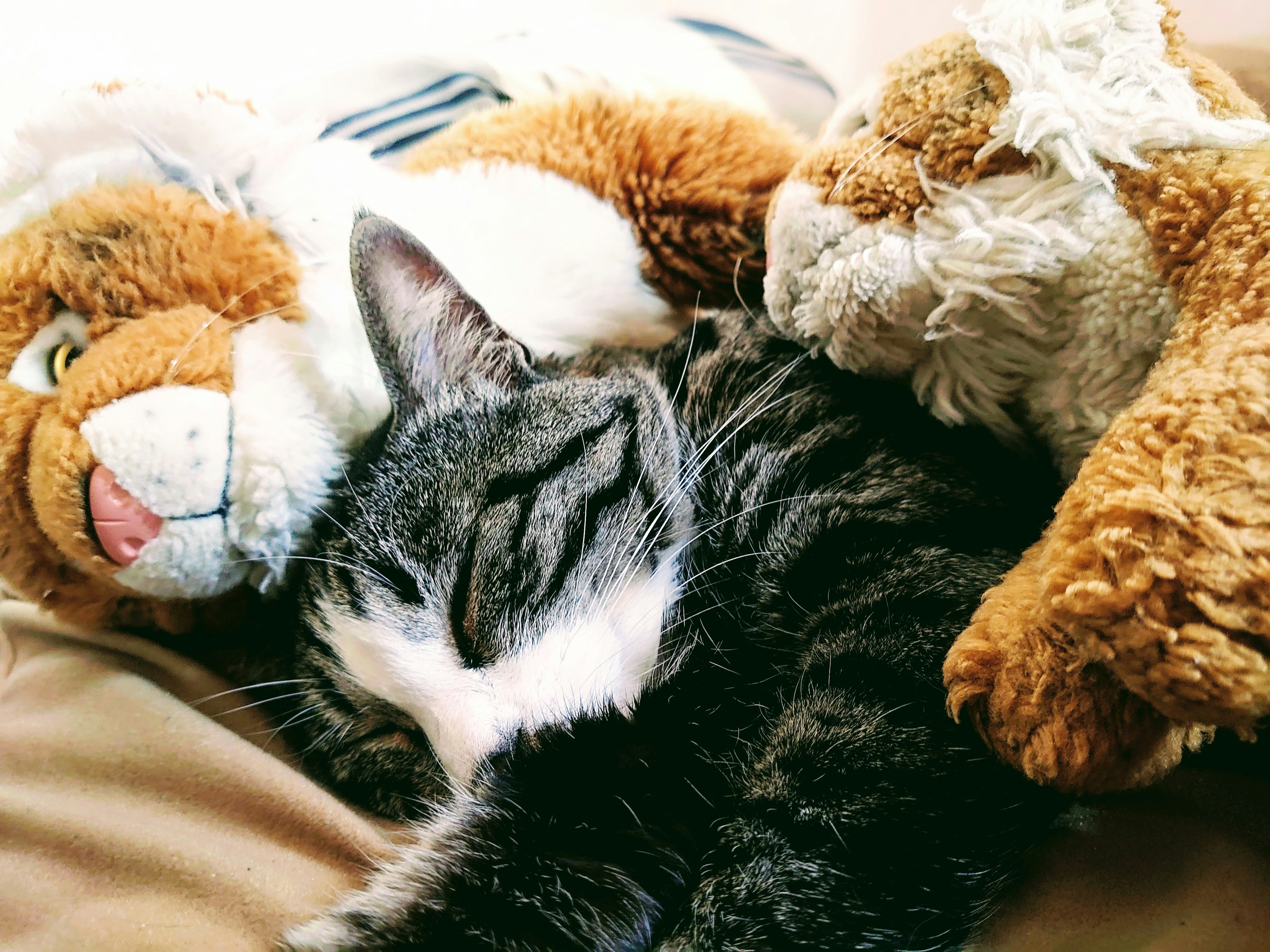 Gato durmiendo entre animales de peluche