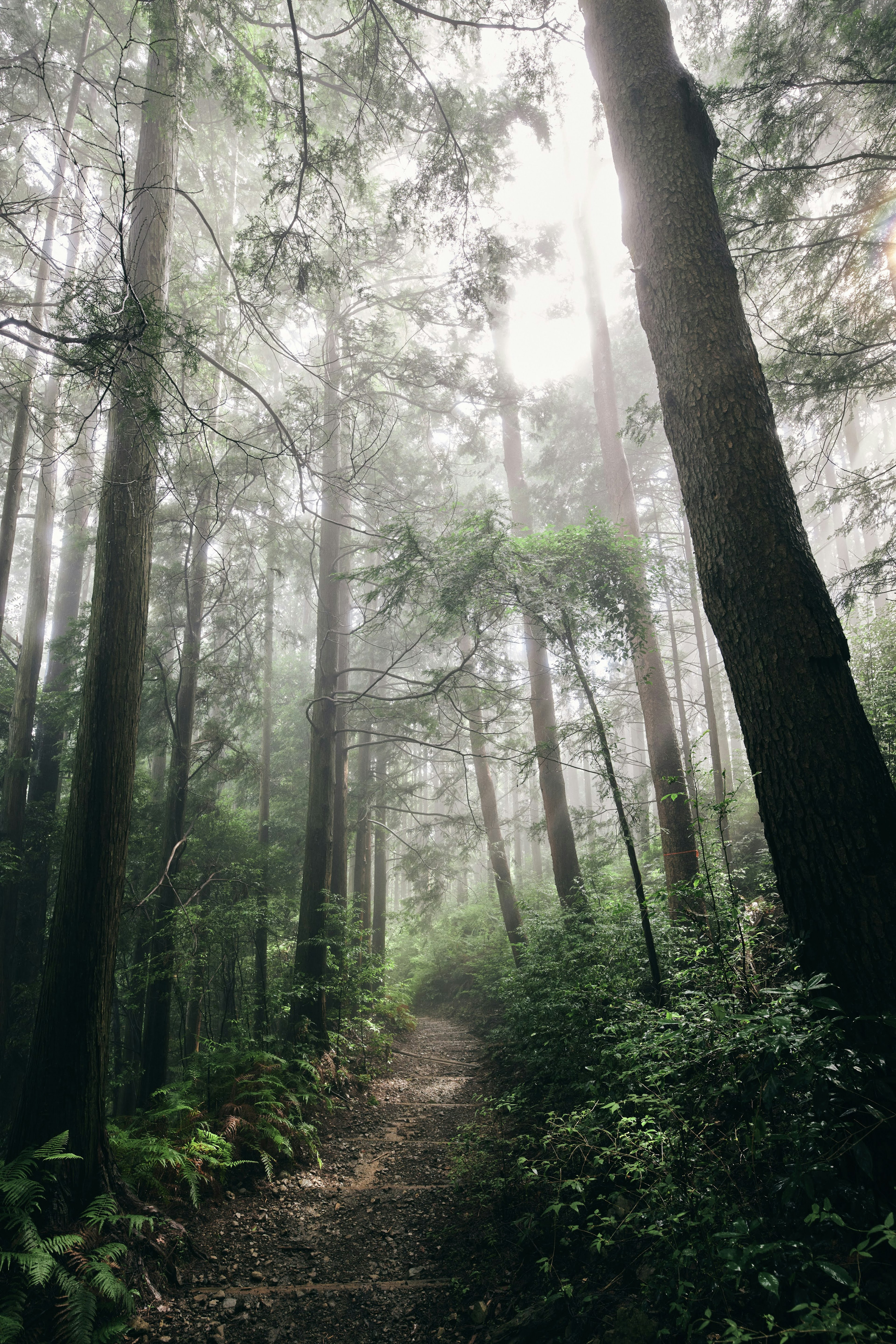 Pathway through a misty forest surrounded by tall trees and lush greenery