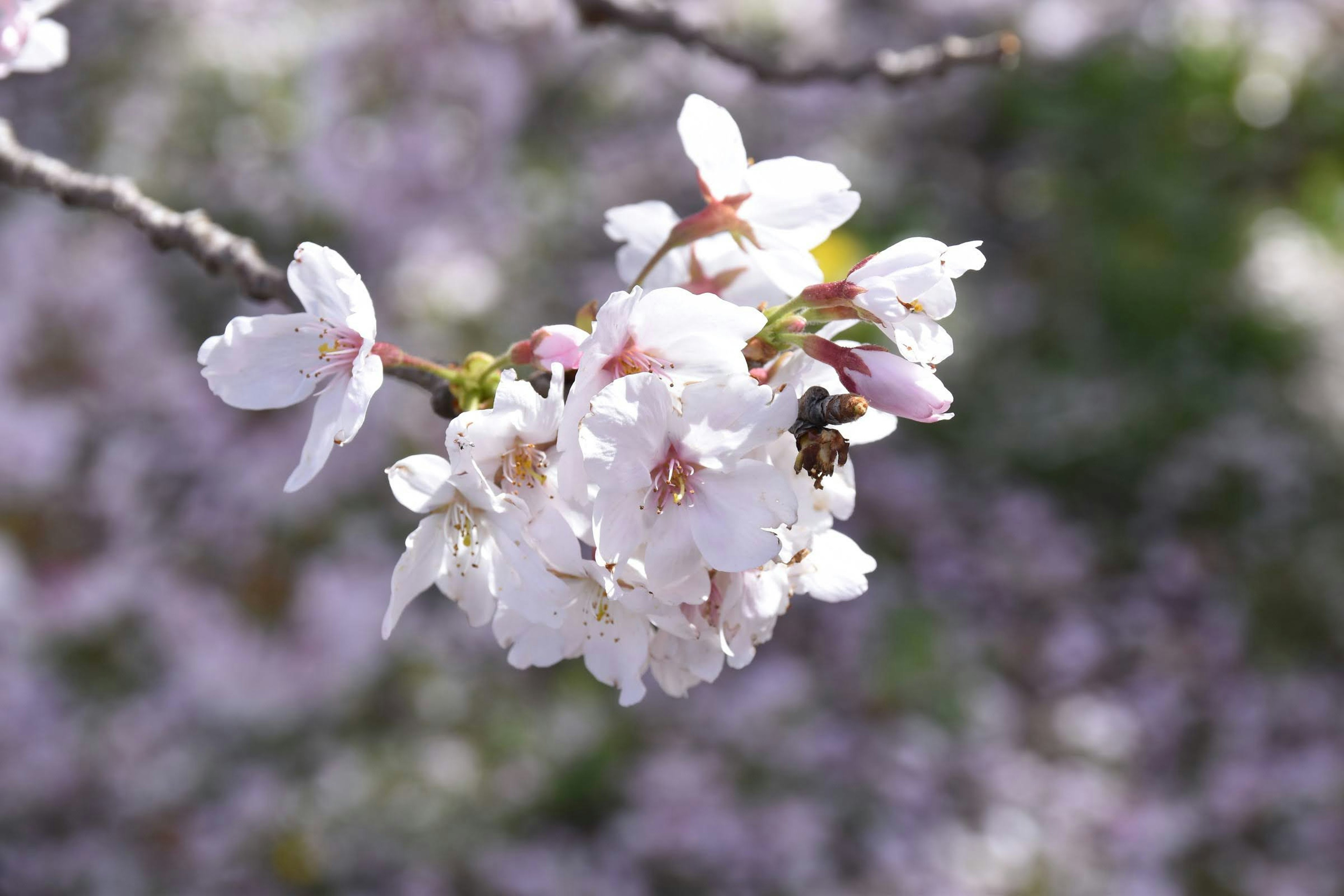 Un ramo di fiori di ciliegio con un'ape appollaiata sui fiori