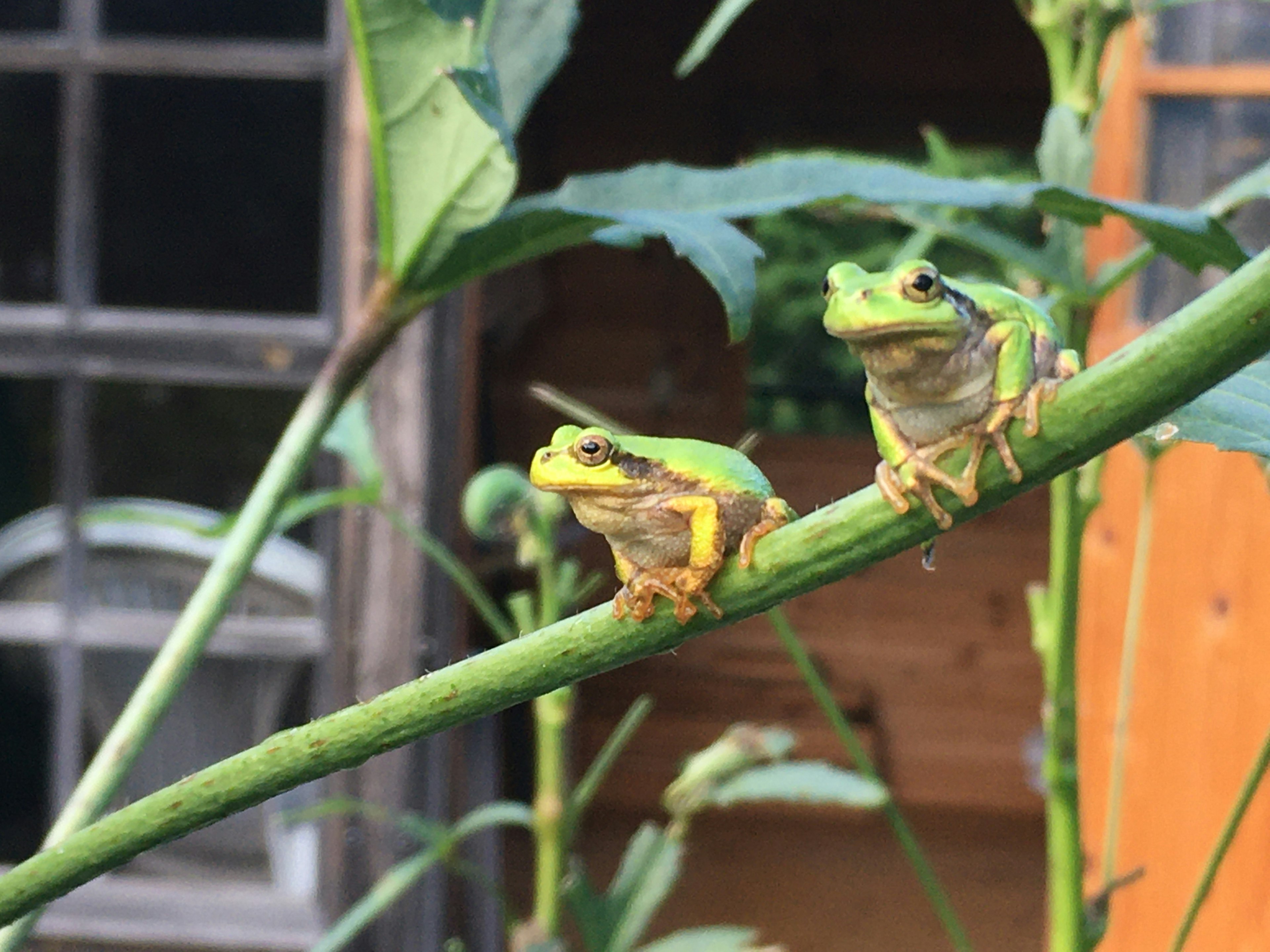 Deux grenouilles vertes perchées sur une tige de plante dans un cadre naturel