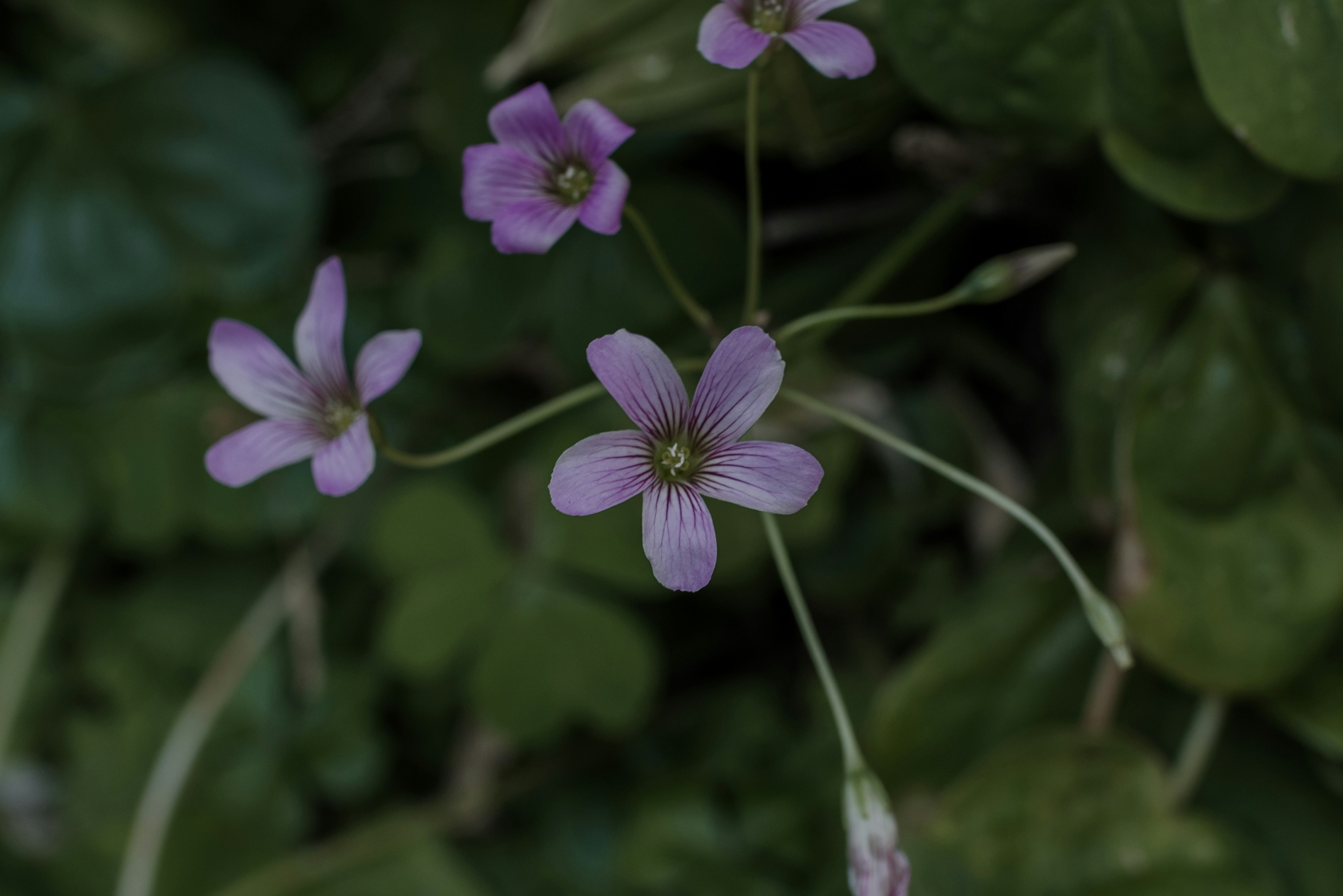 Close-up of a plant with purple flowers and green leaves