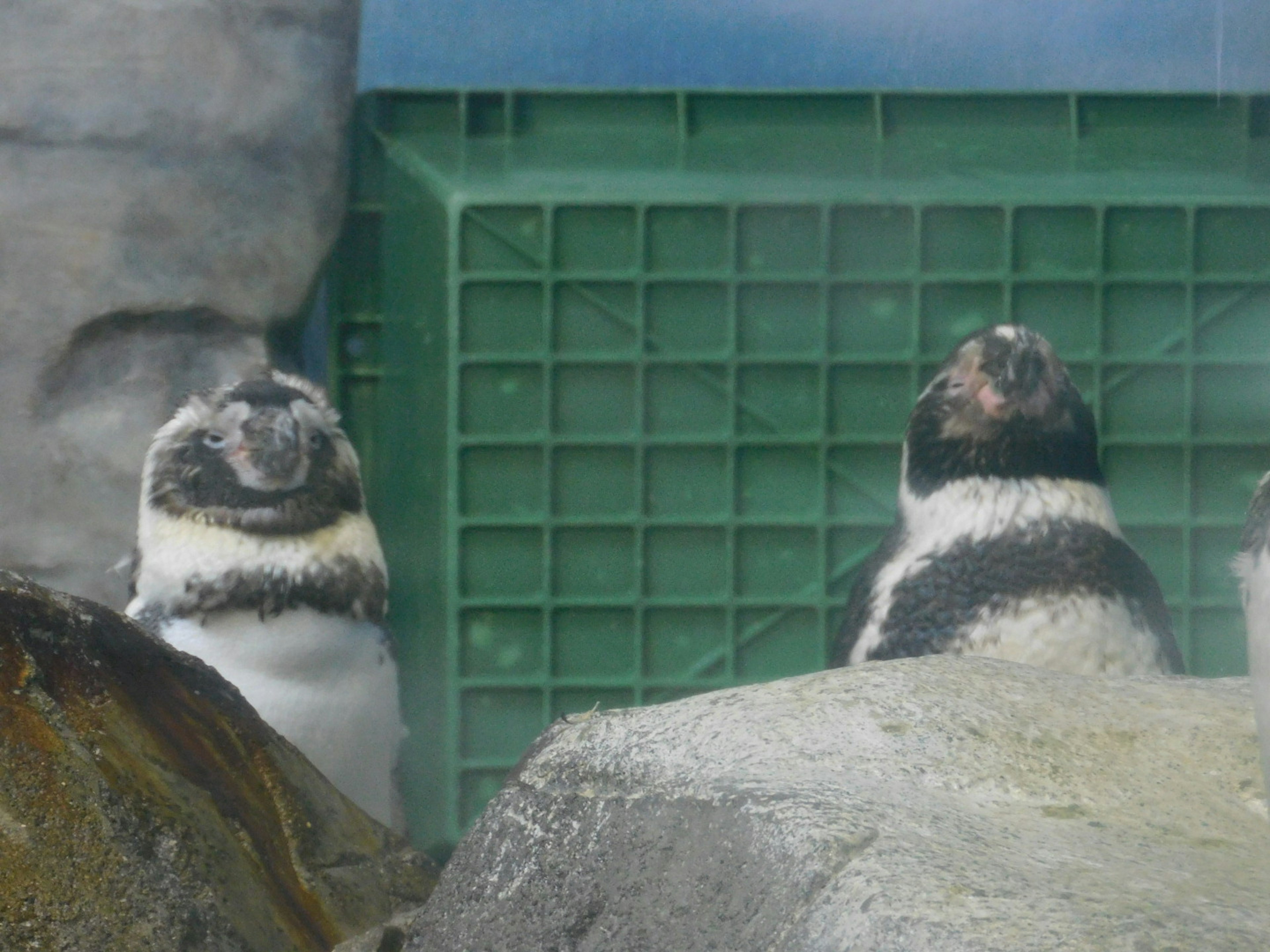 Dos pingüinos de pie sobre rocas mirando hacia arriba con una caja de plástico verde al fondo