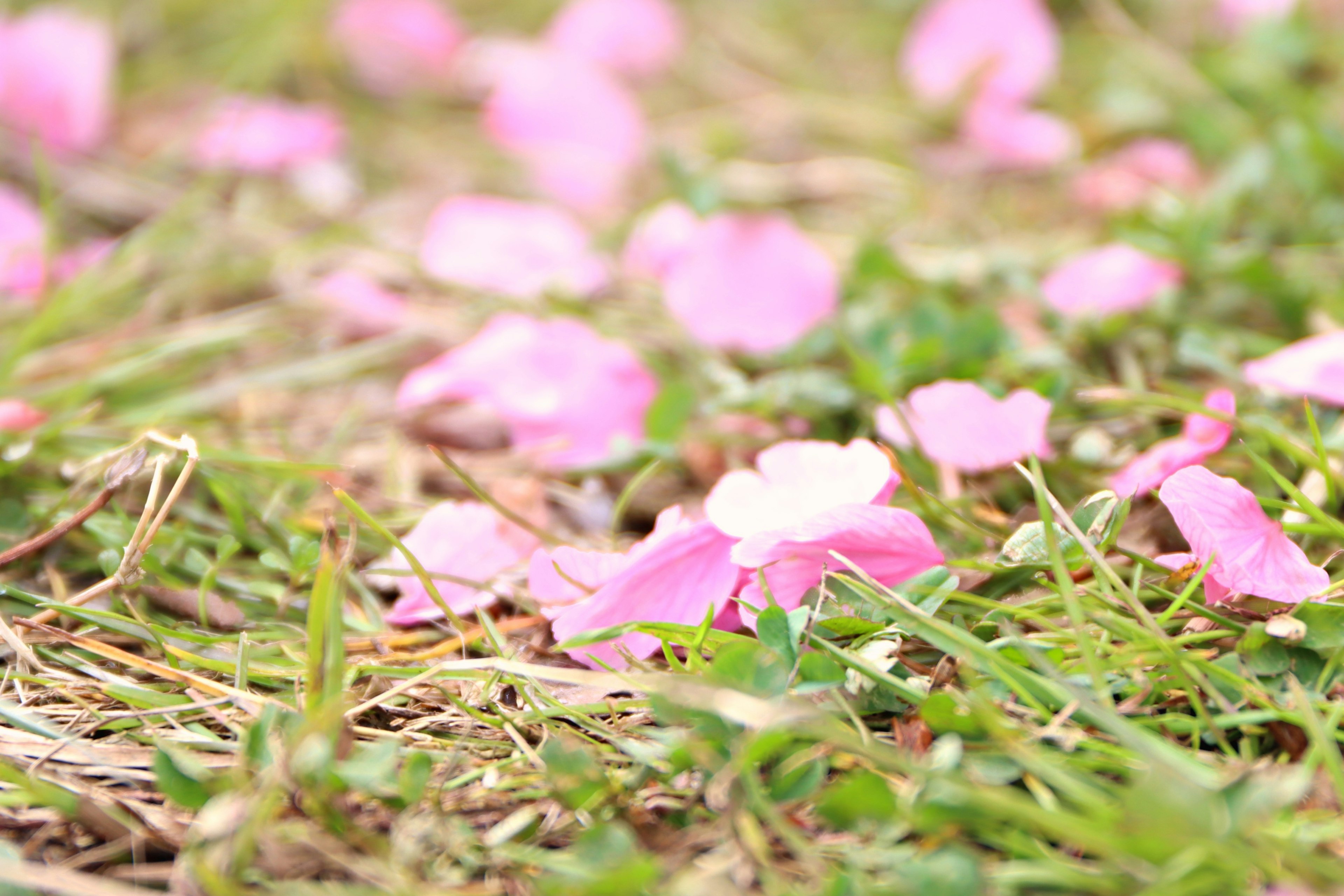 Pétales de fleurs roses éparpillés sur de l'herbe verte