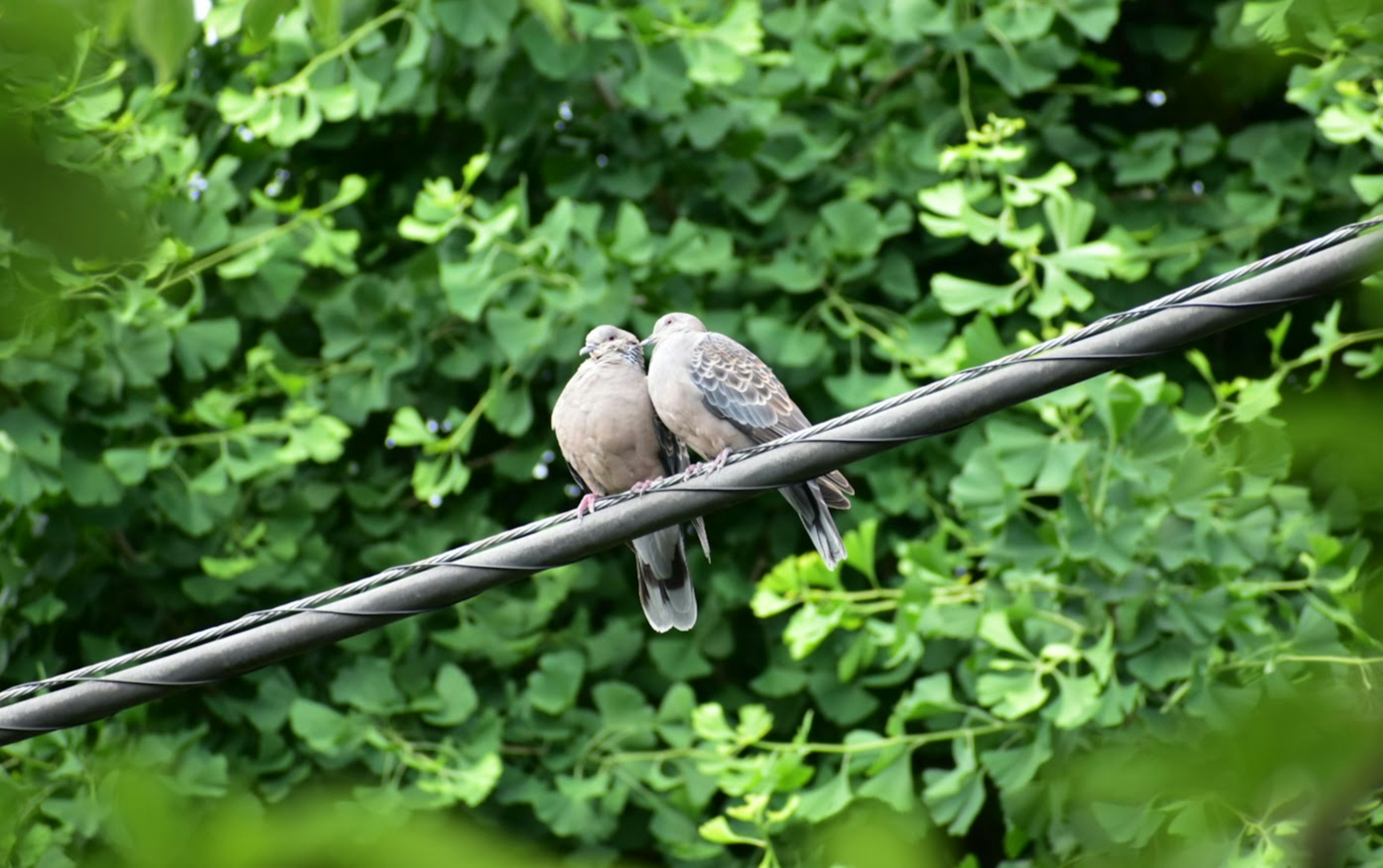 Zwei Vögel sitzen auf einem Draht umgeben von grünen Blättern