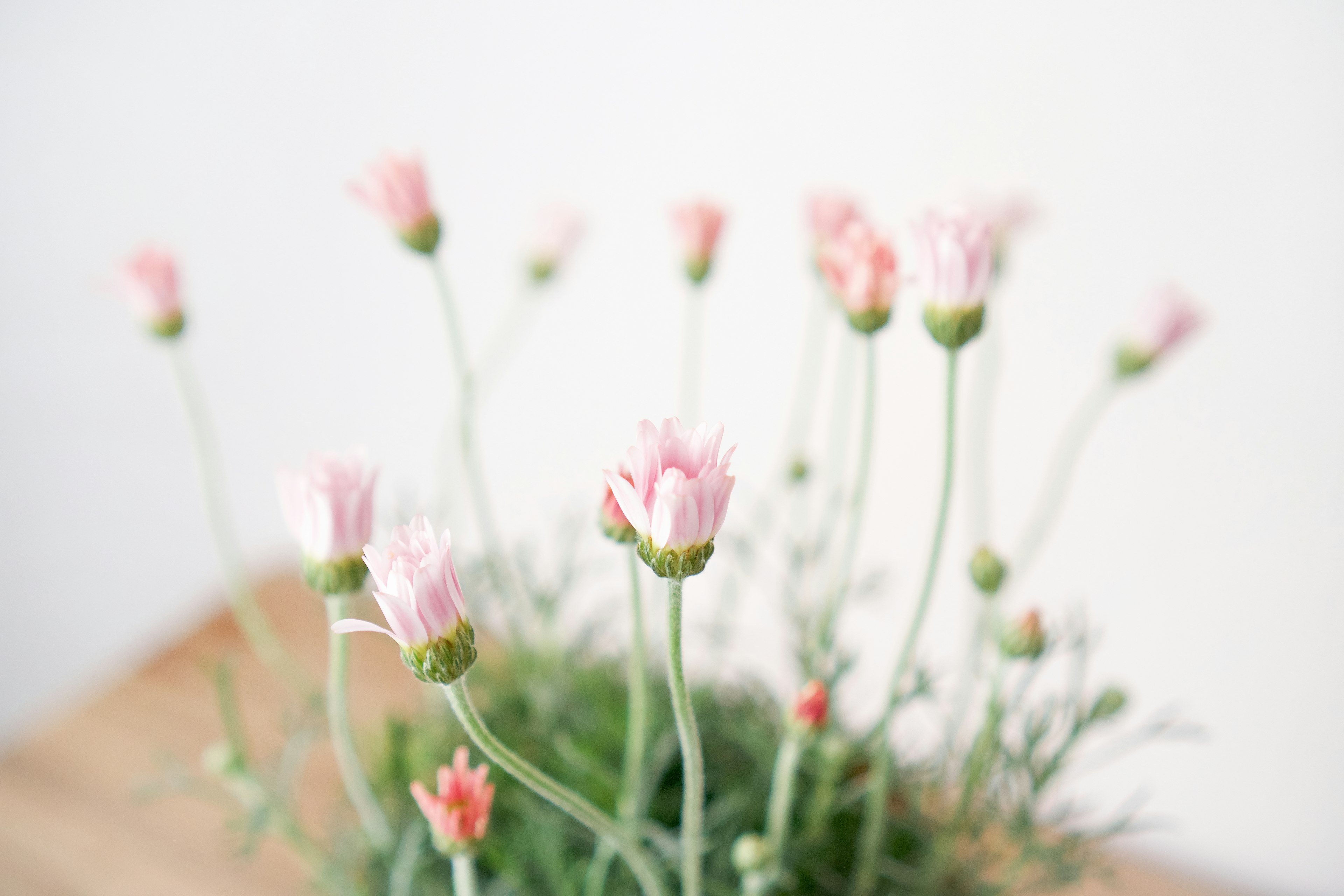 Close-up of a plant with pale pink flowers green leaves and stems