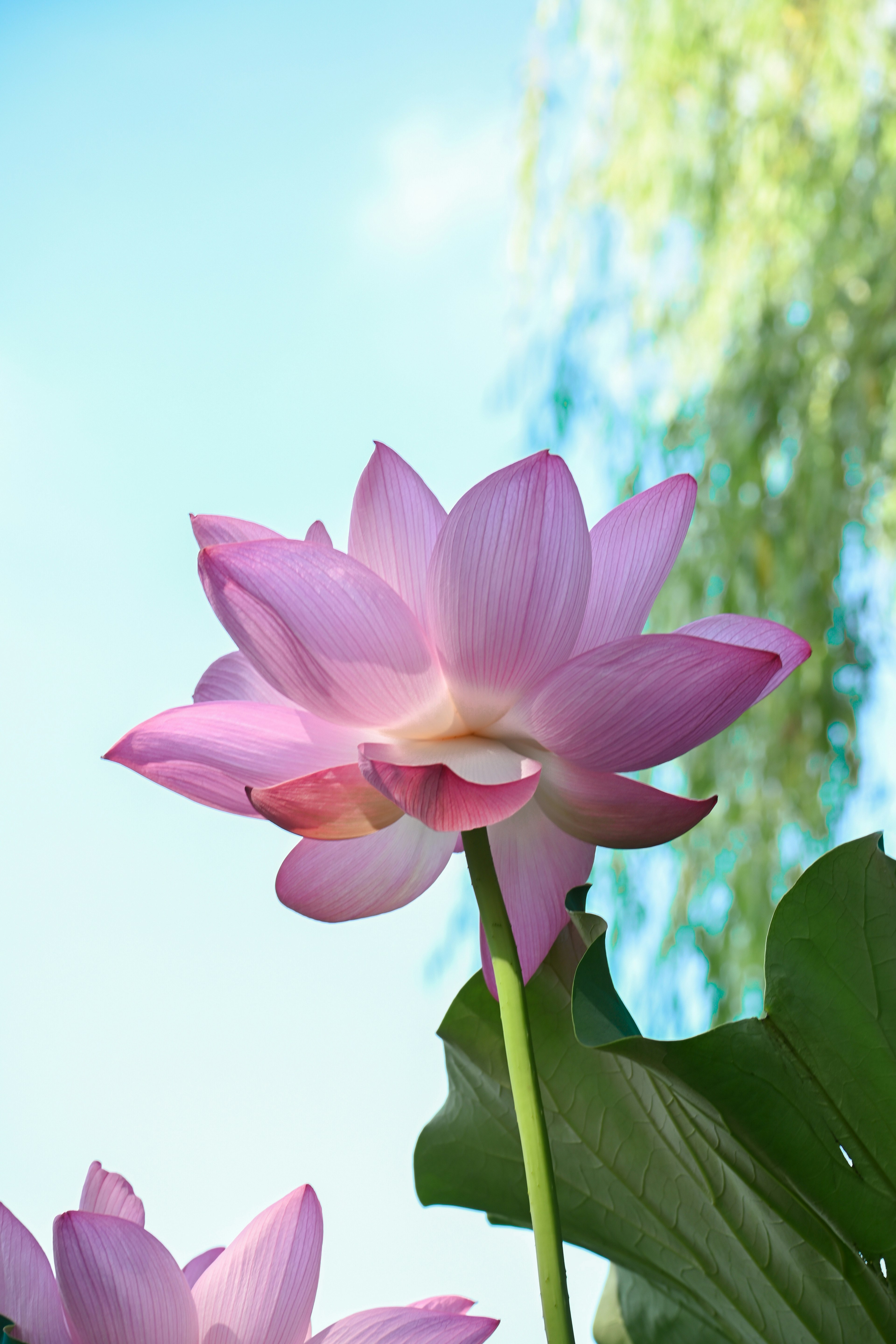 ピンクの蓮の花が青空を背景に咲いている