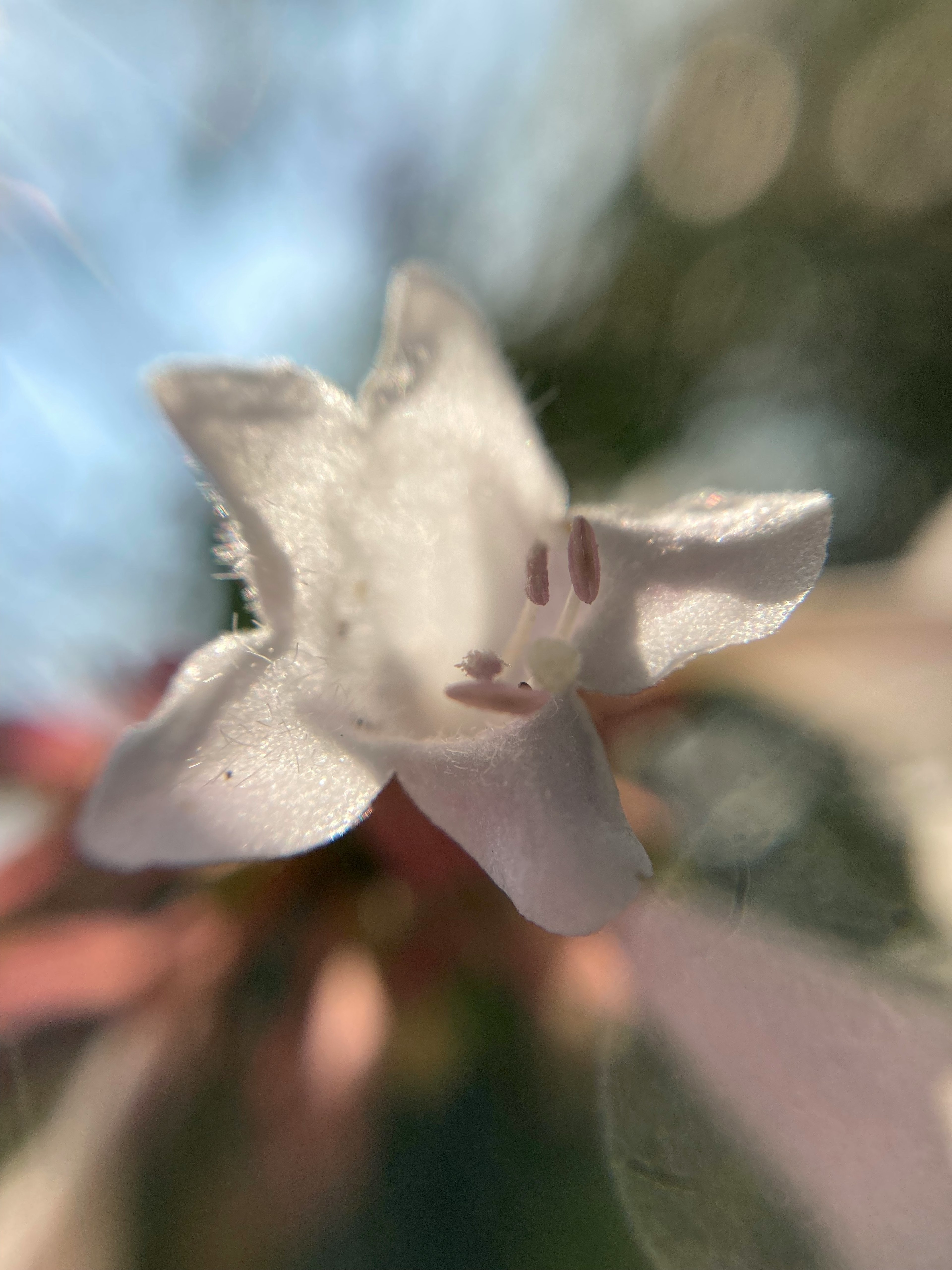 Acercamiento de una flor blanca con fondo suave y luz natural