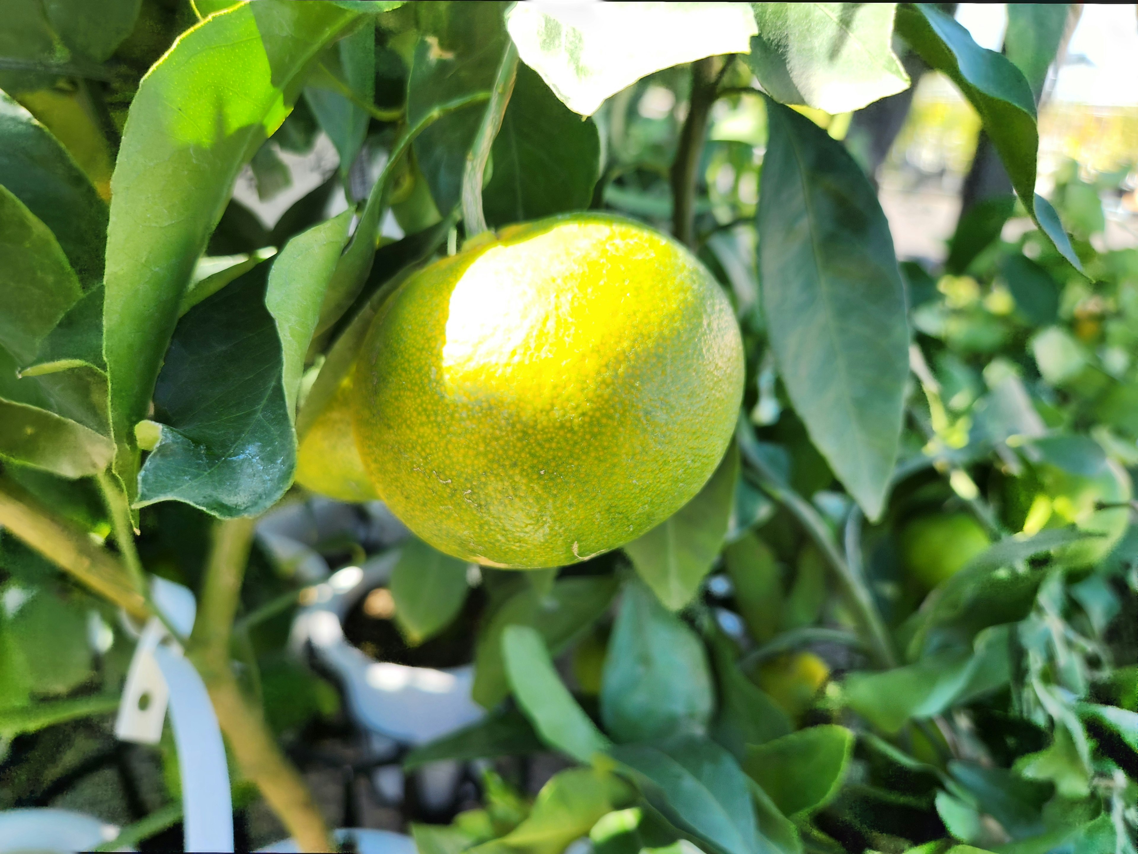 Frutto agrumato verde appeso tra le foglie