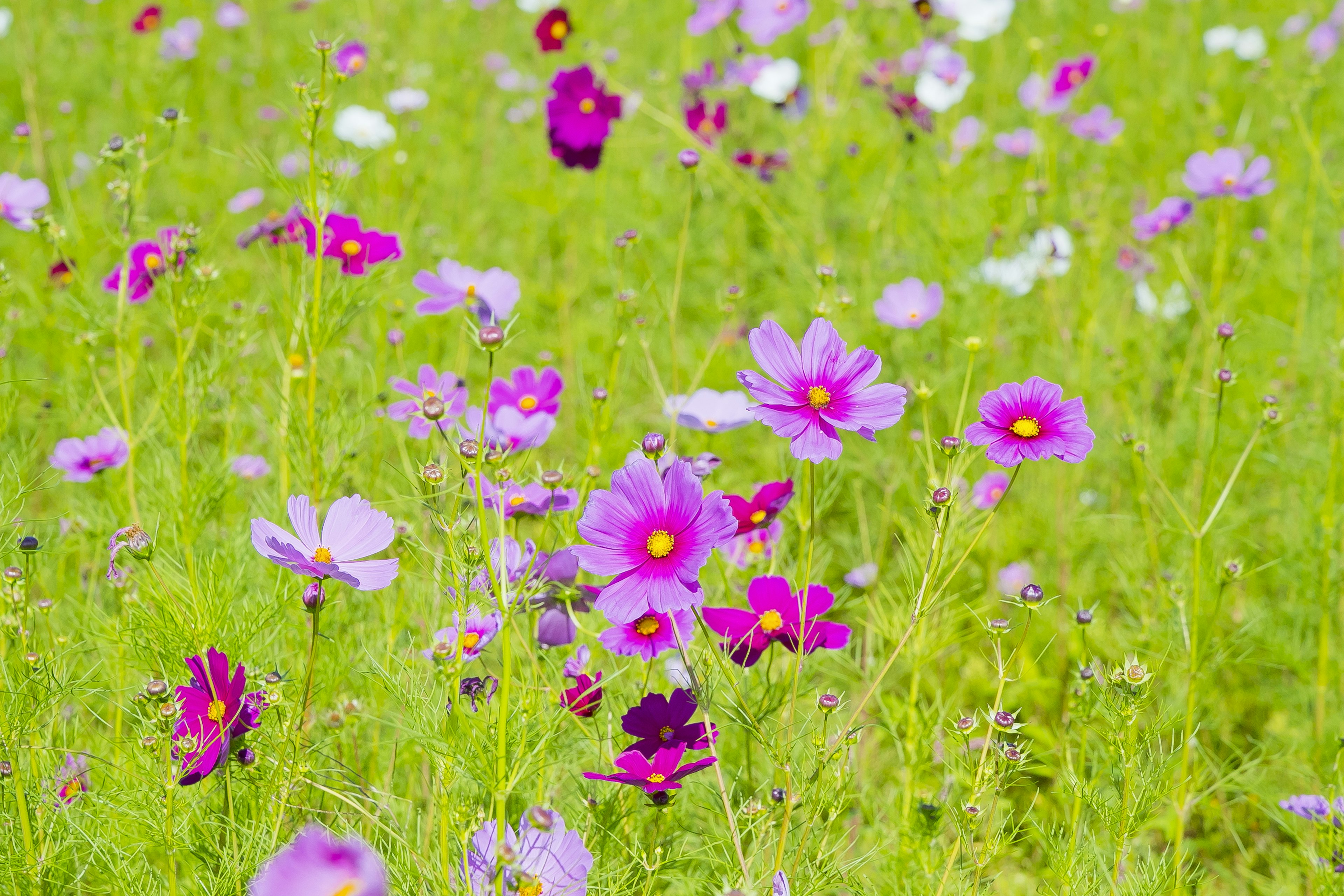 Lebendiges Feld mit bunten Blumen in verschiedenen Lila- und Weißtönen