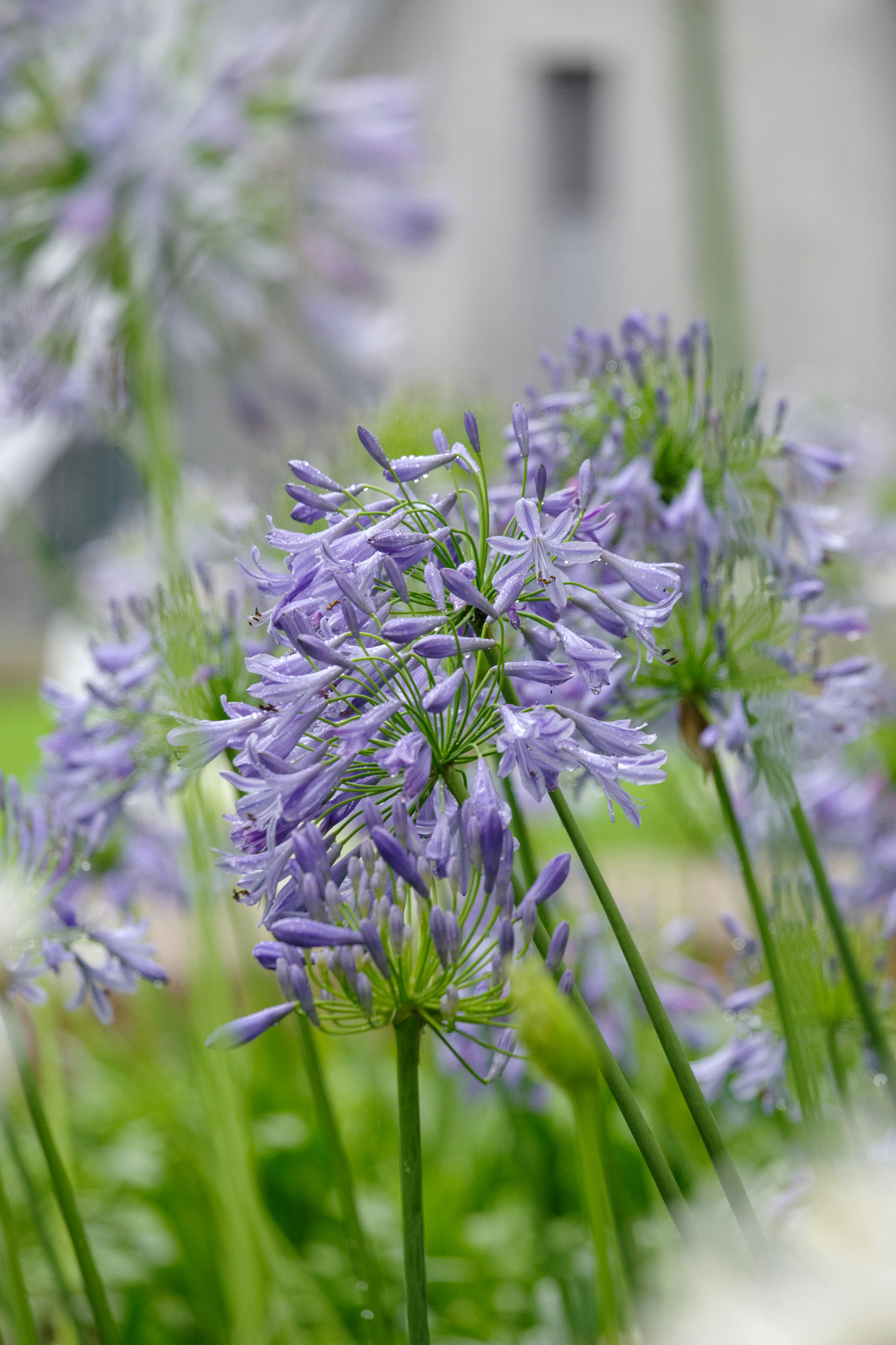 Acercamiento de plantas con flores moradas y hojas verdes con un edificio borroso al fondo