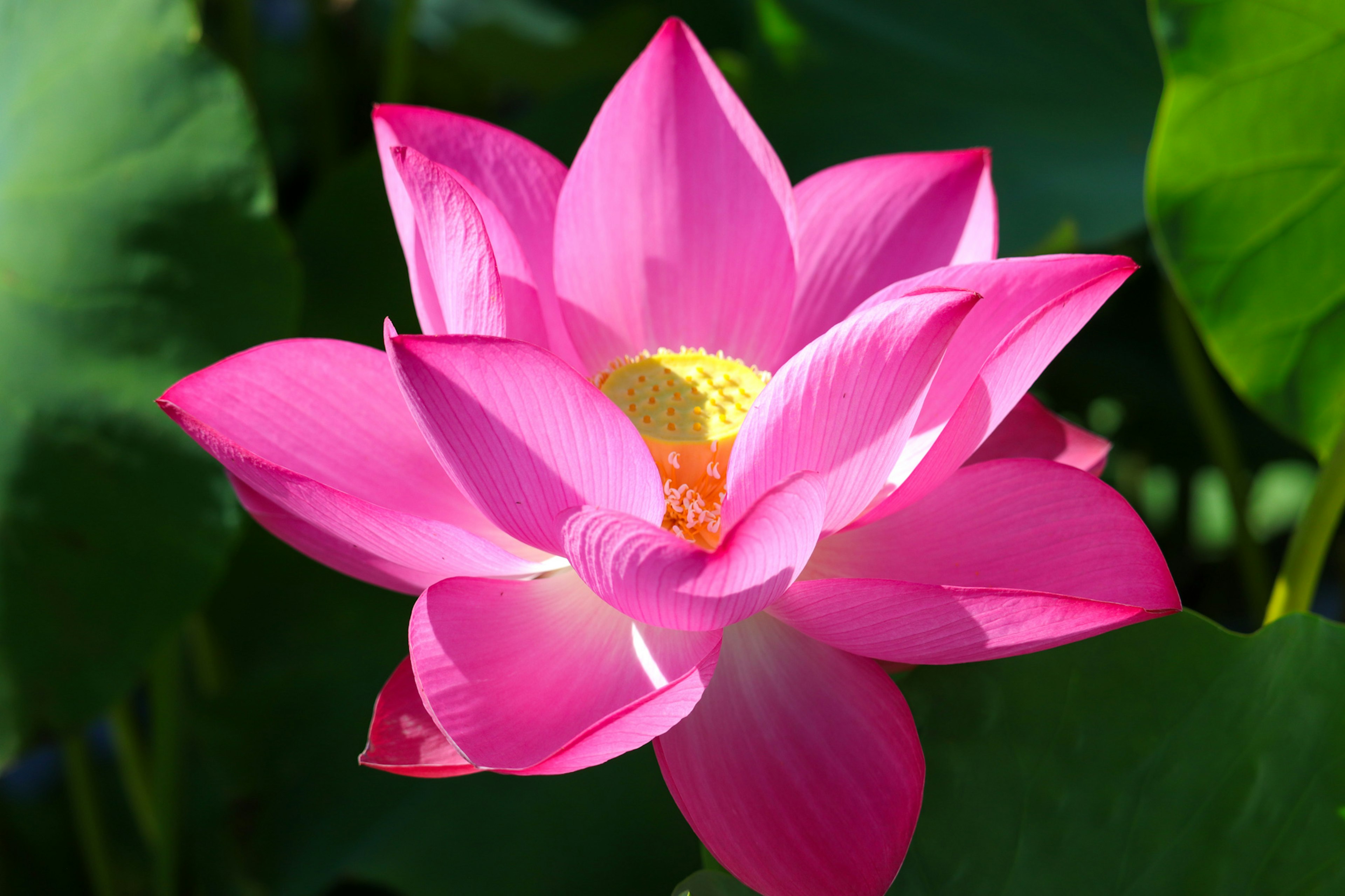 Fiore di loto rosa vibrante che fiorisce tra foglie verdi