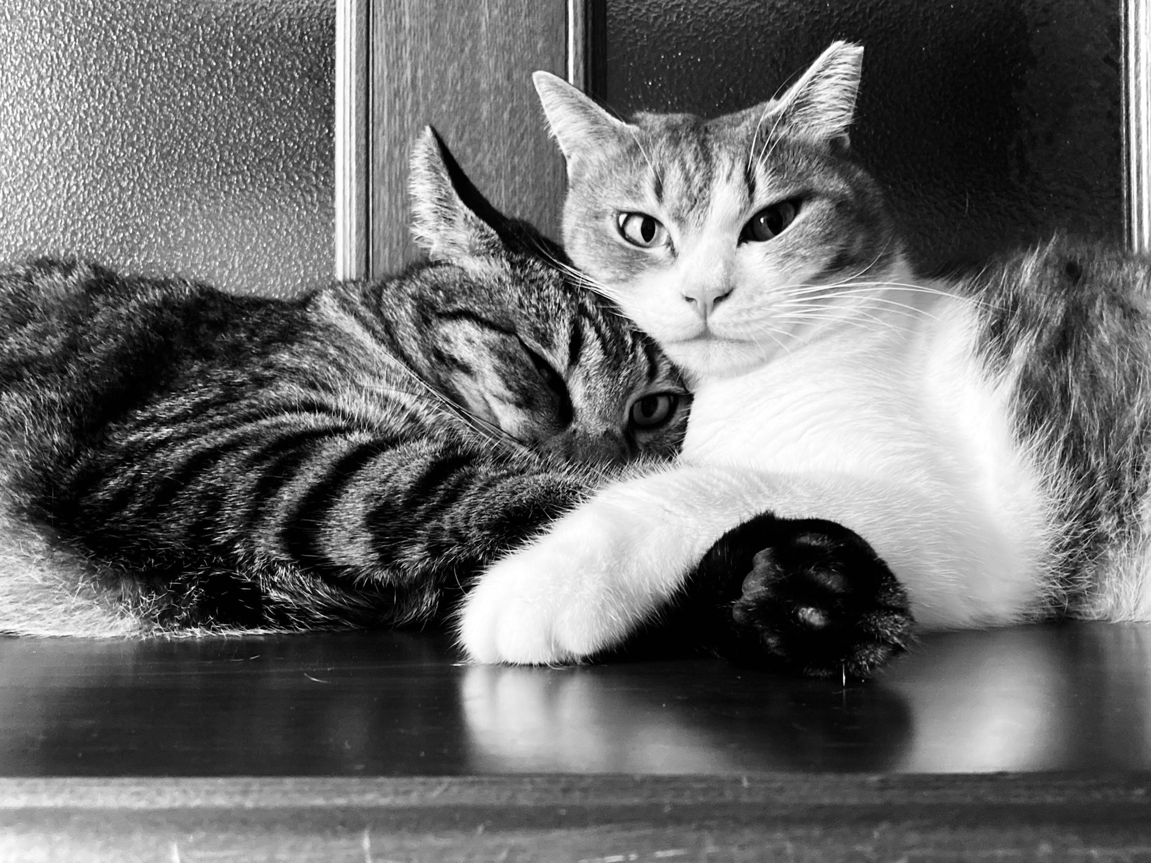 Two cats cuddling together in a black and white photo