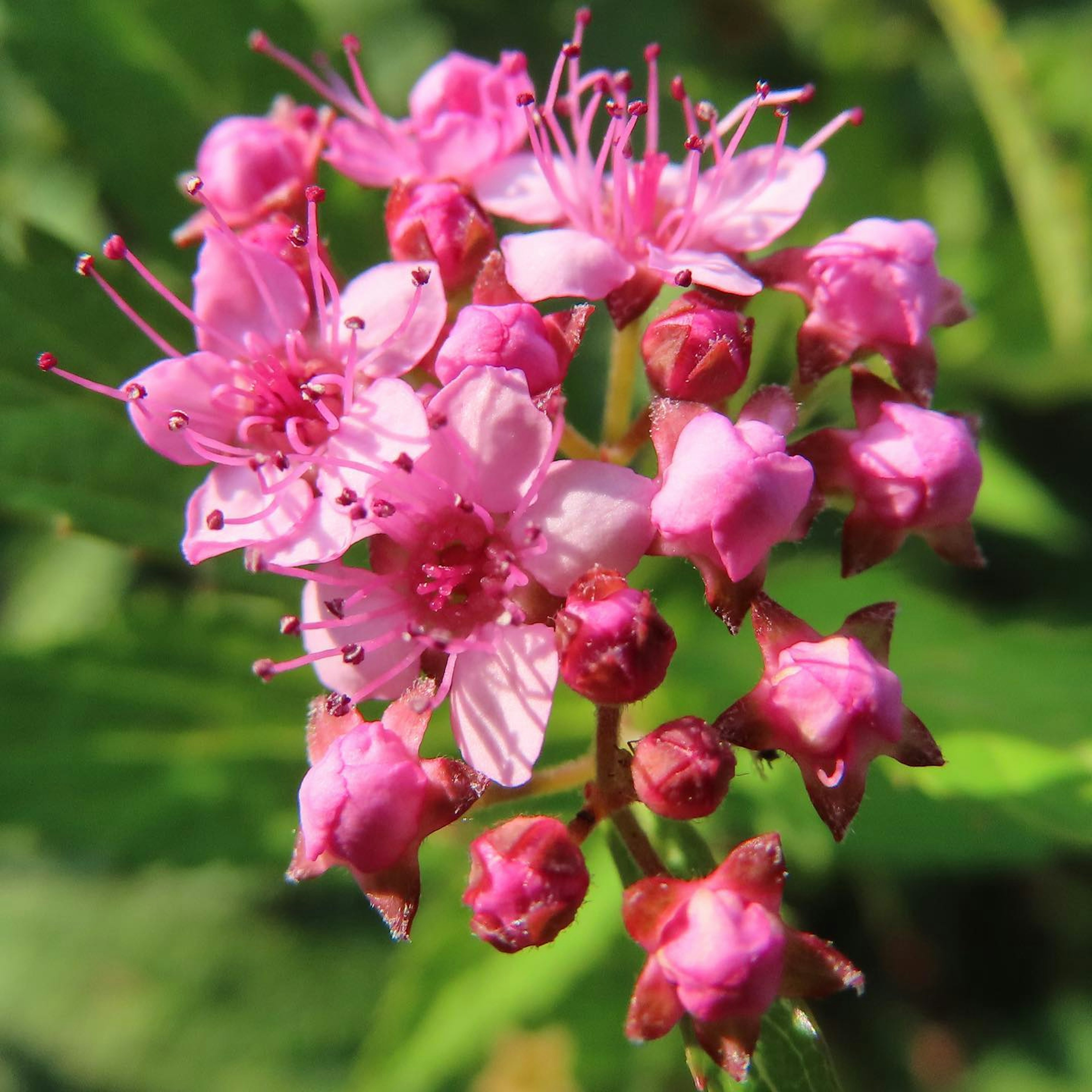 Close-up of a herbaceous plant with vibrant pink flowers