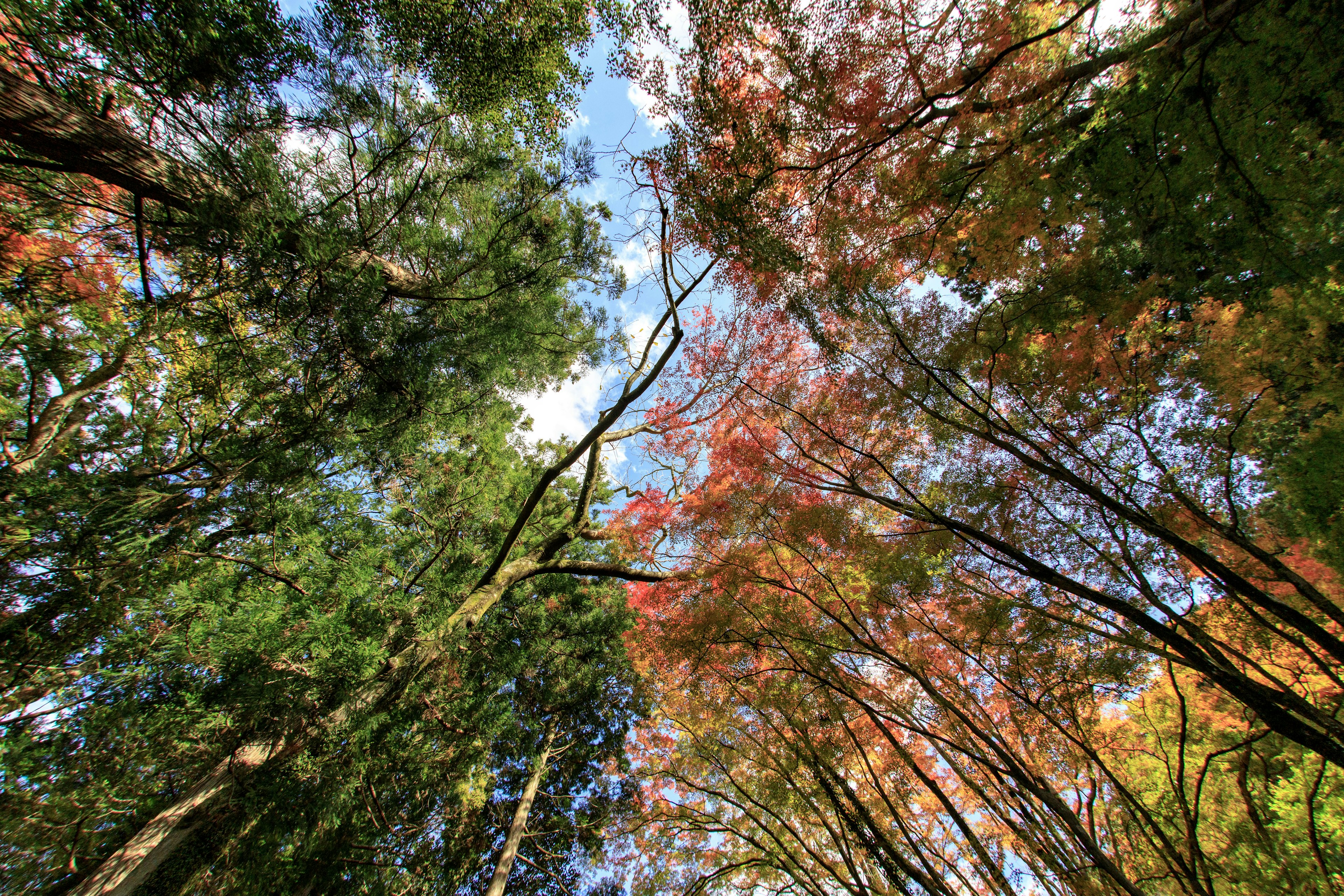 Vista verso l'alto di alberi con foglie autunnali colorate