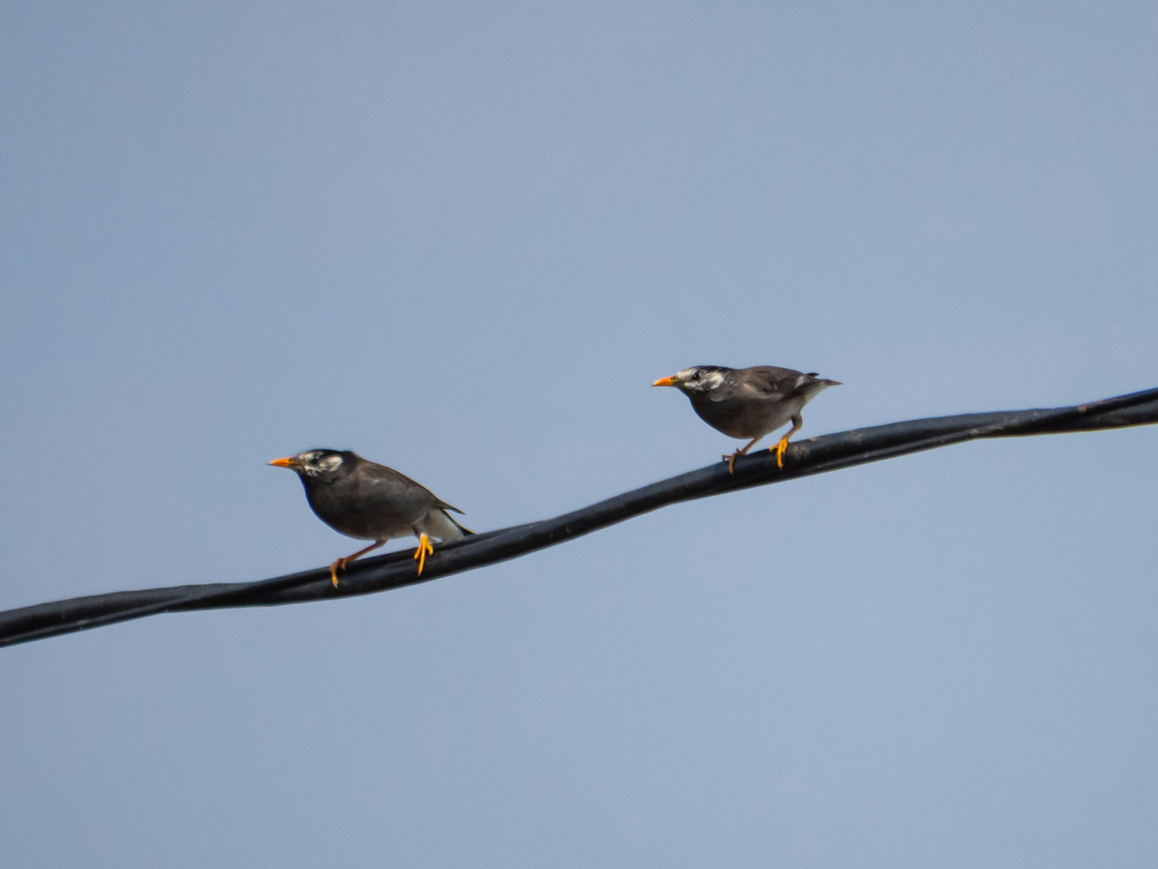 Two birds perched on a wire against a blue sky