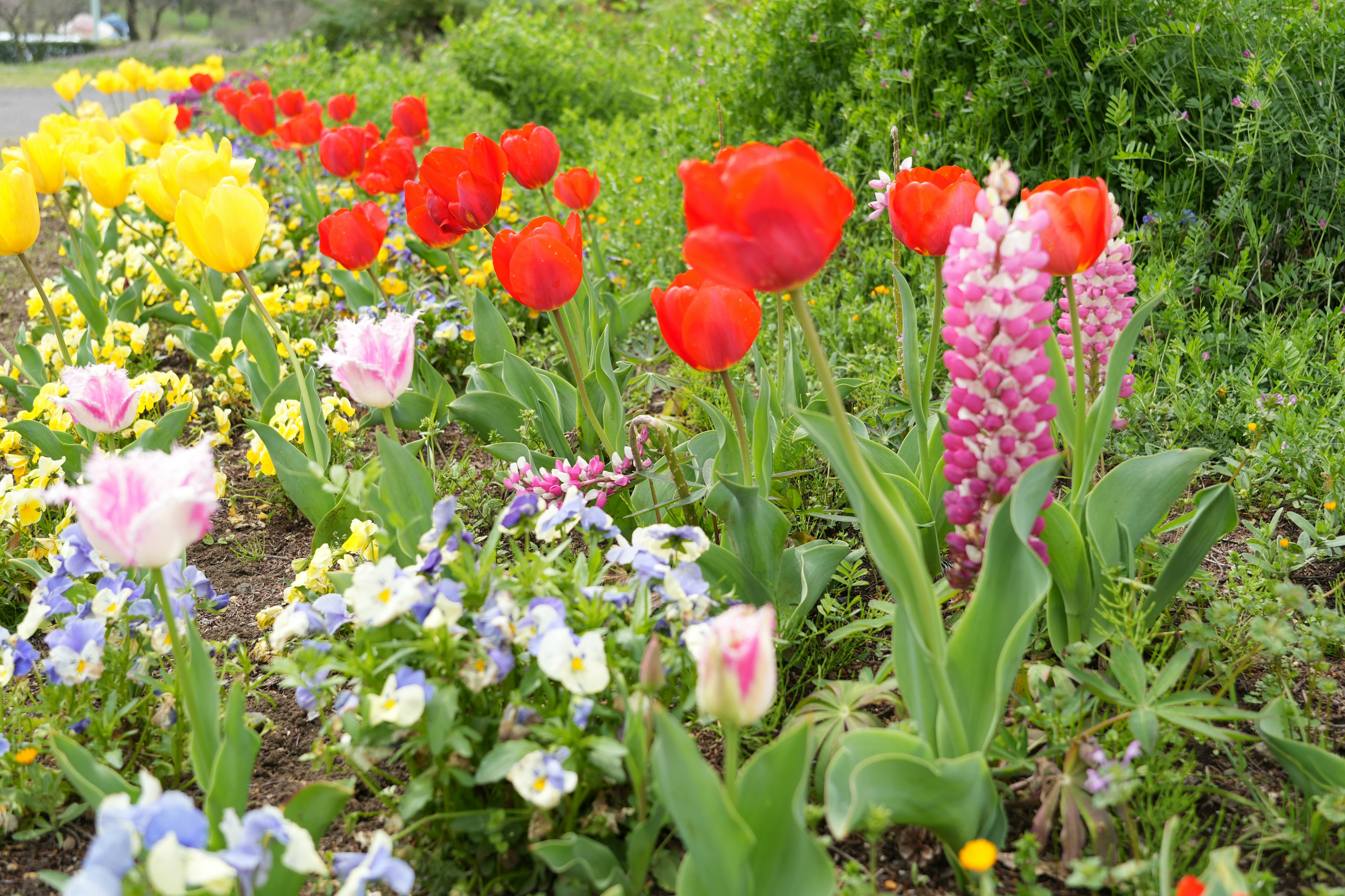 Colorful garden scene featuring red tulips and pink flowers