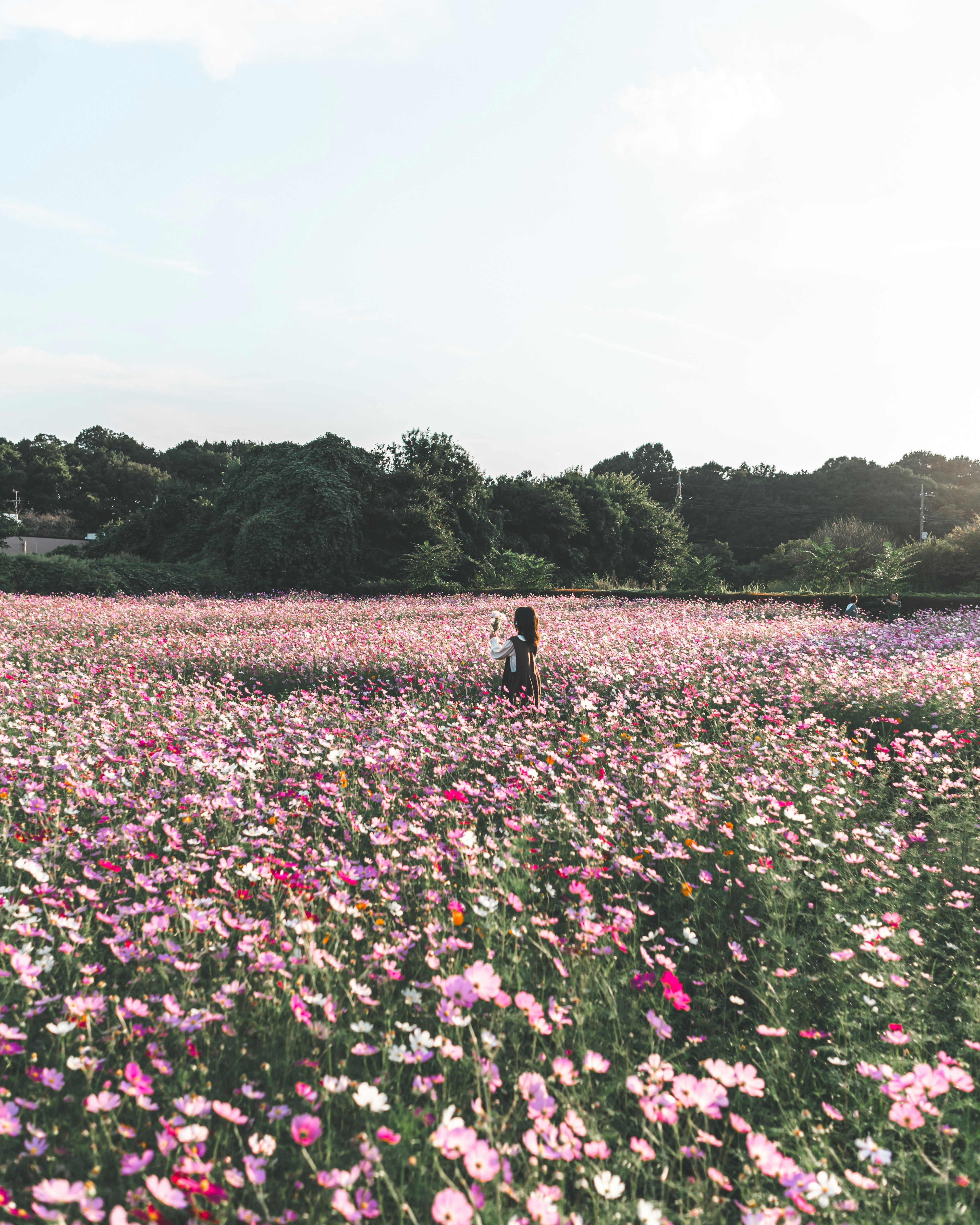 女性が花畑を歩いている風景