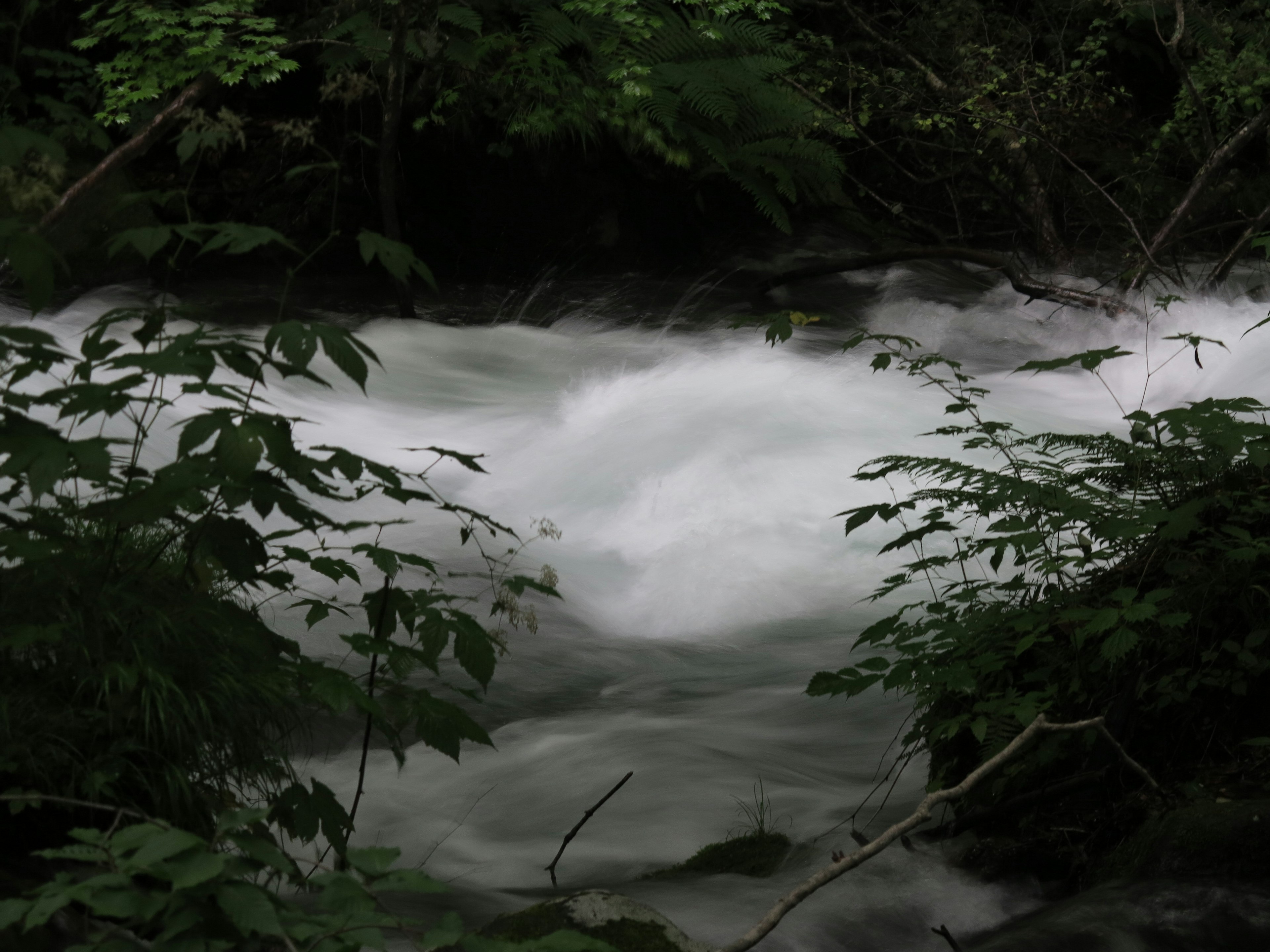 Flowing stream with white frothy water surrounded by green leaves