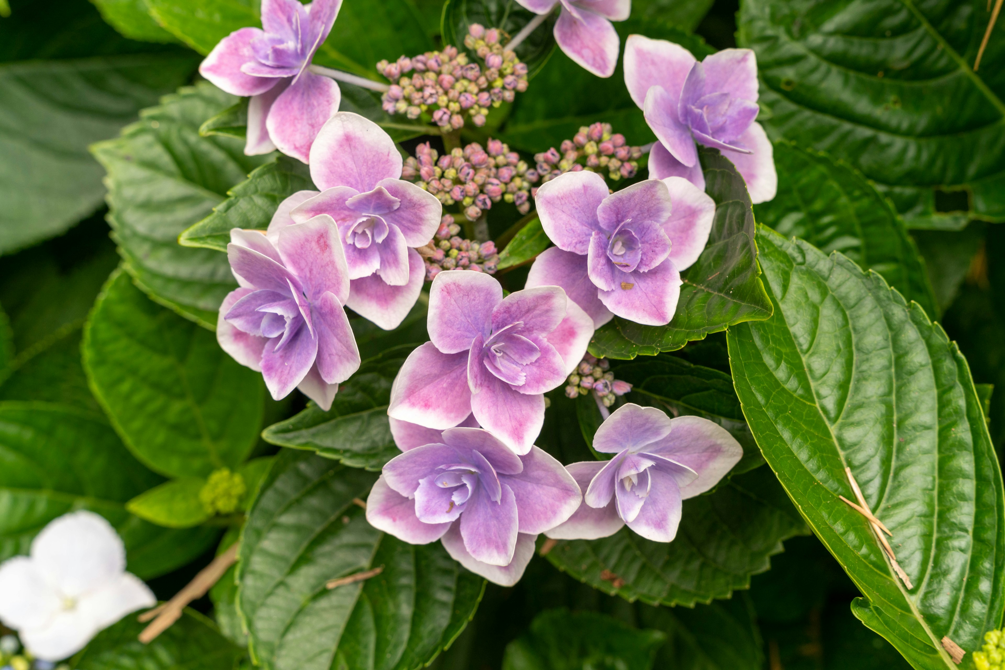 Primer plano de una planta con flores moradas y hojas verdes