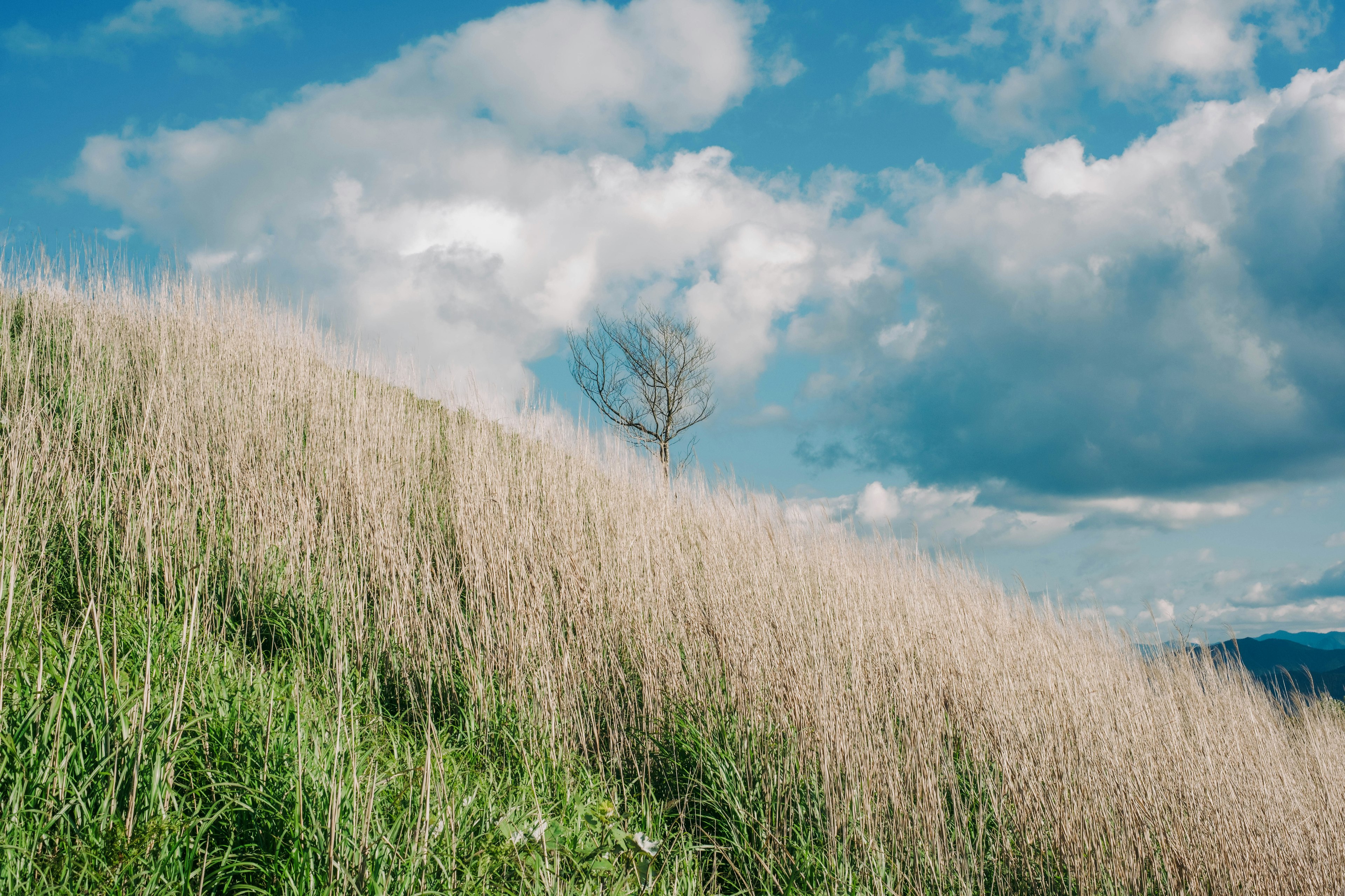 Landschaft von Grasland unter blauem Himmel mit weißen Wolken