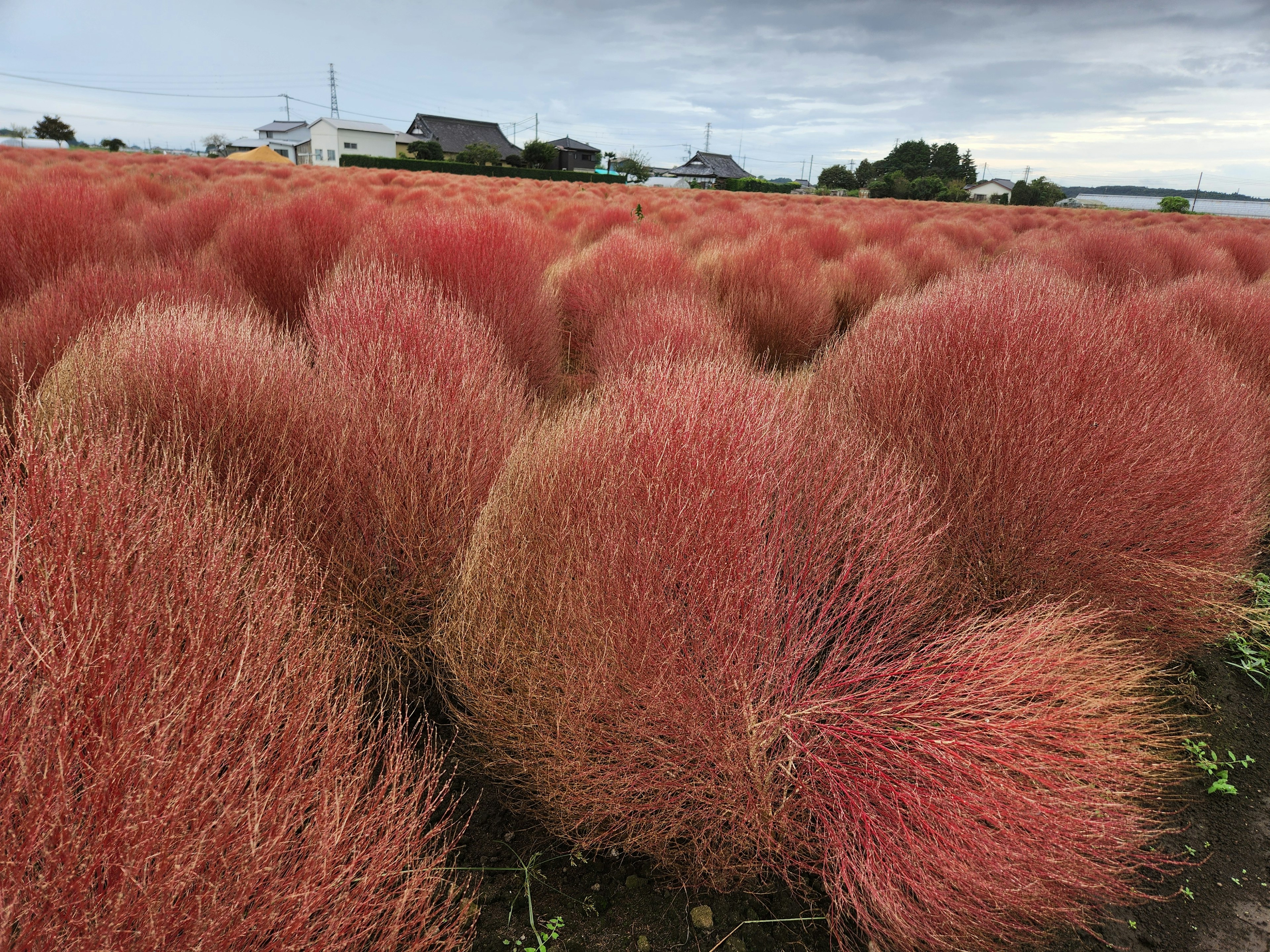 赤いコキアの群生が広がる景色