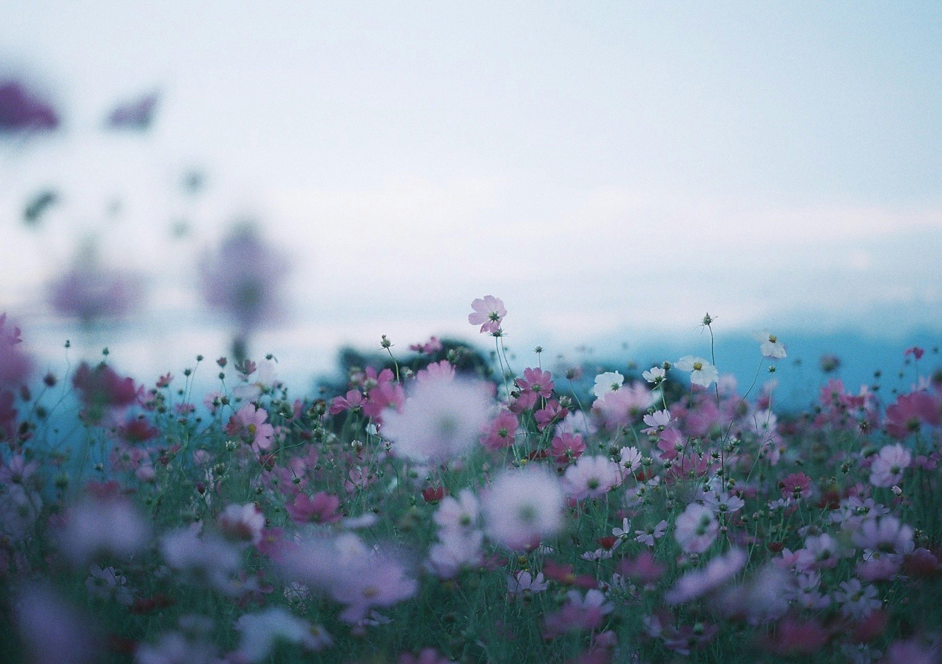 Field of pink and white flowers under a blue sky