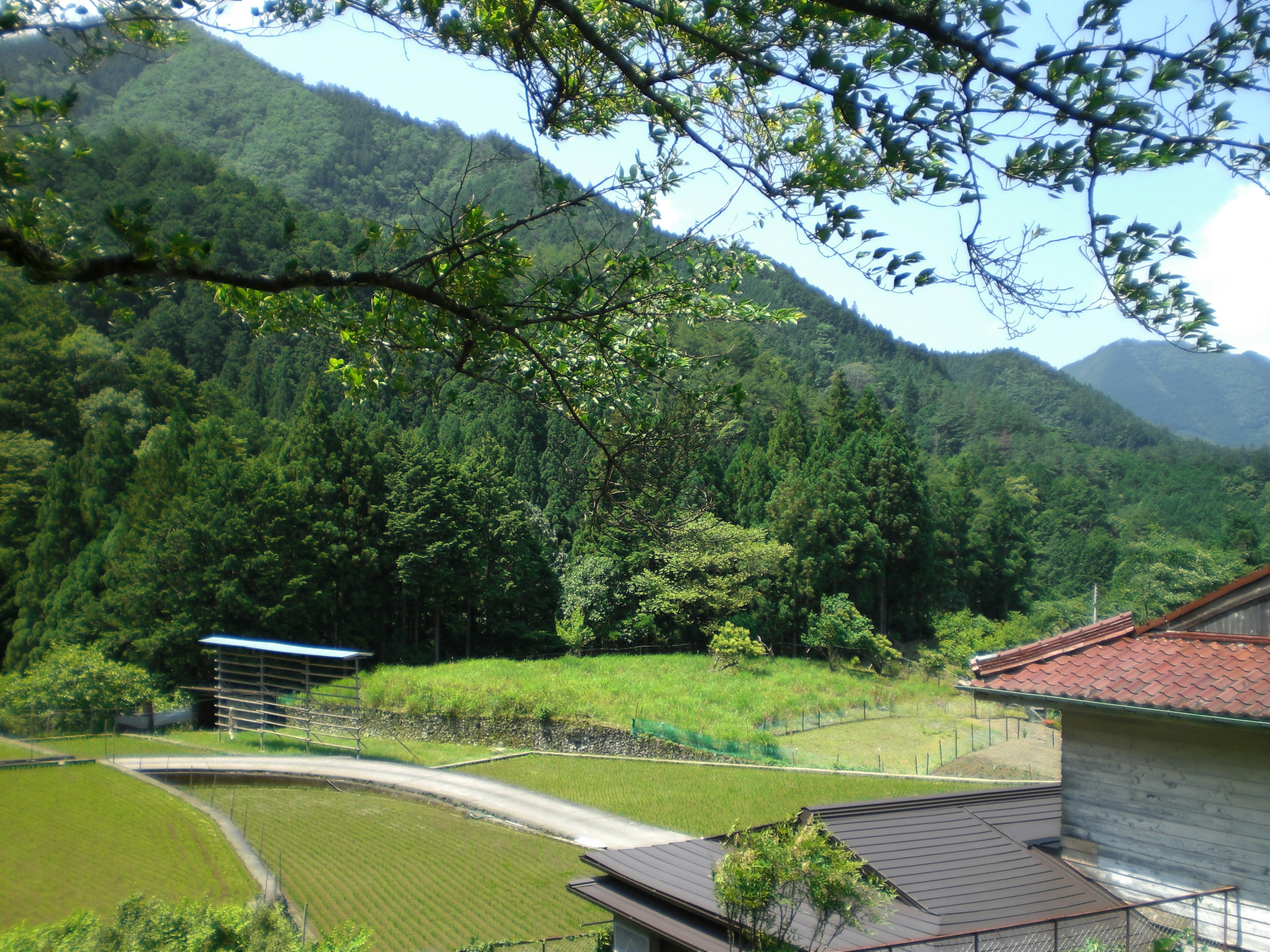 Landschaft mit grünen Bergen und Reisfeldern