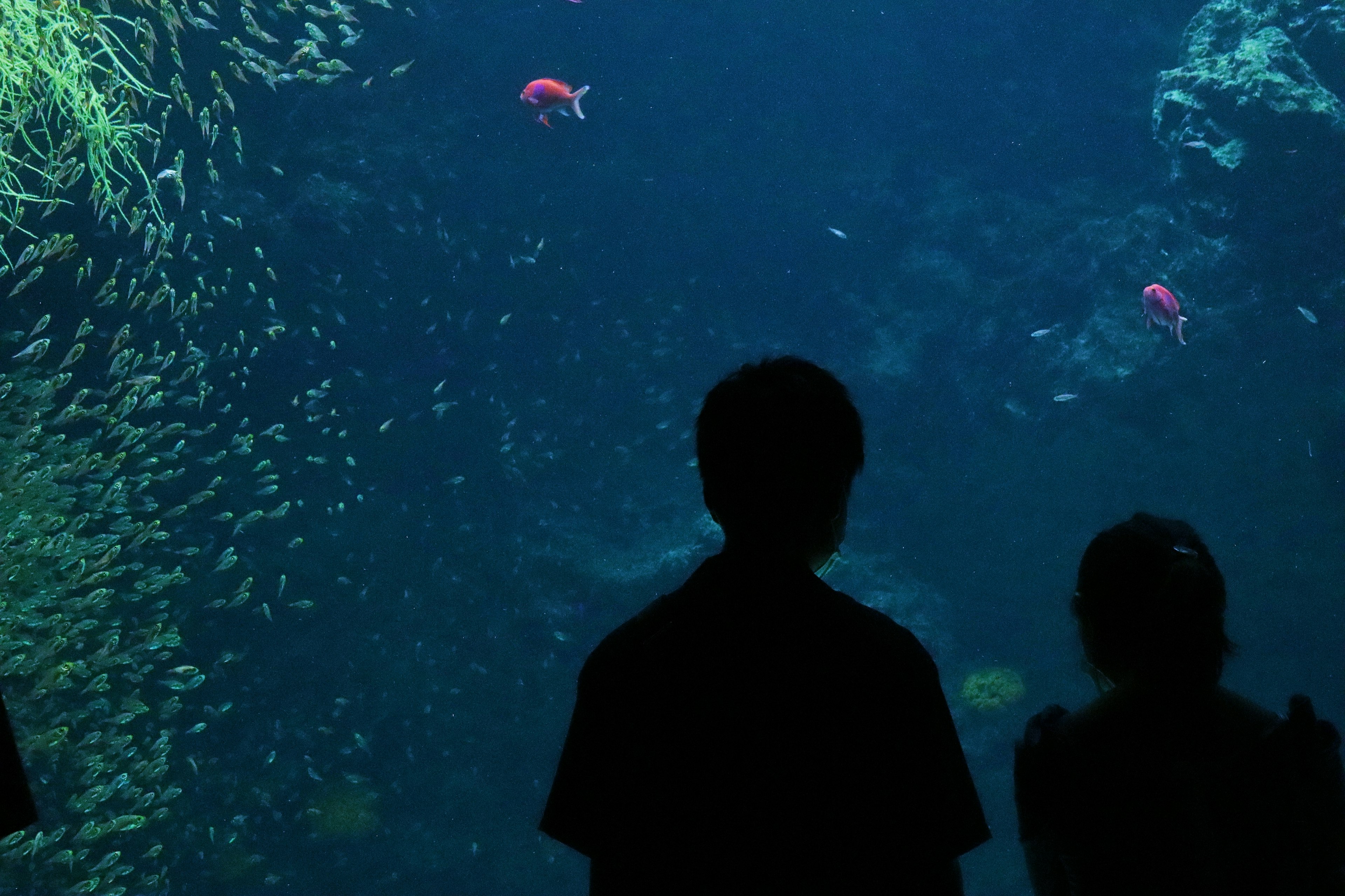 Silhouettes de personnes observant un aquarium avec des poissons colorés et des plantes aquatiques