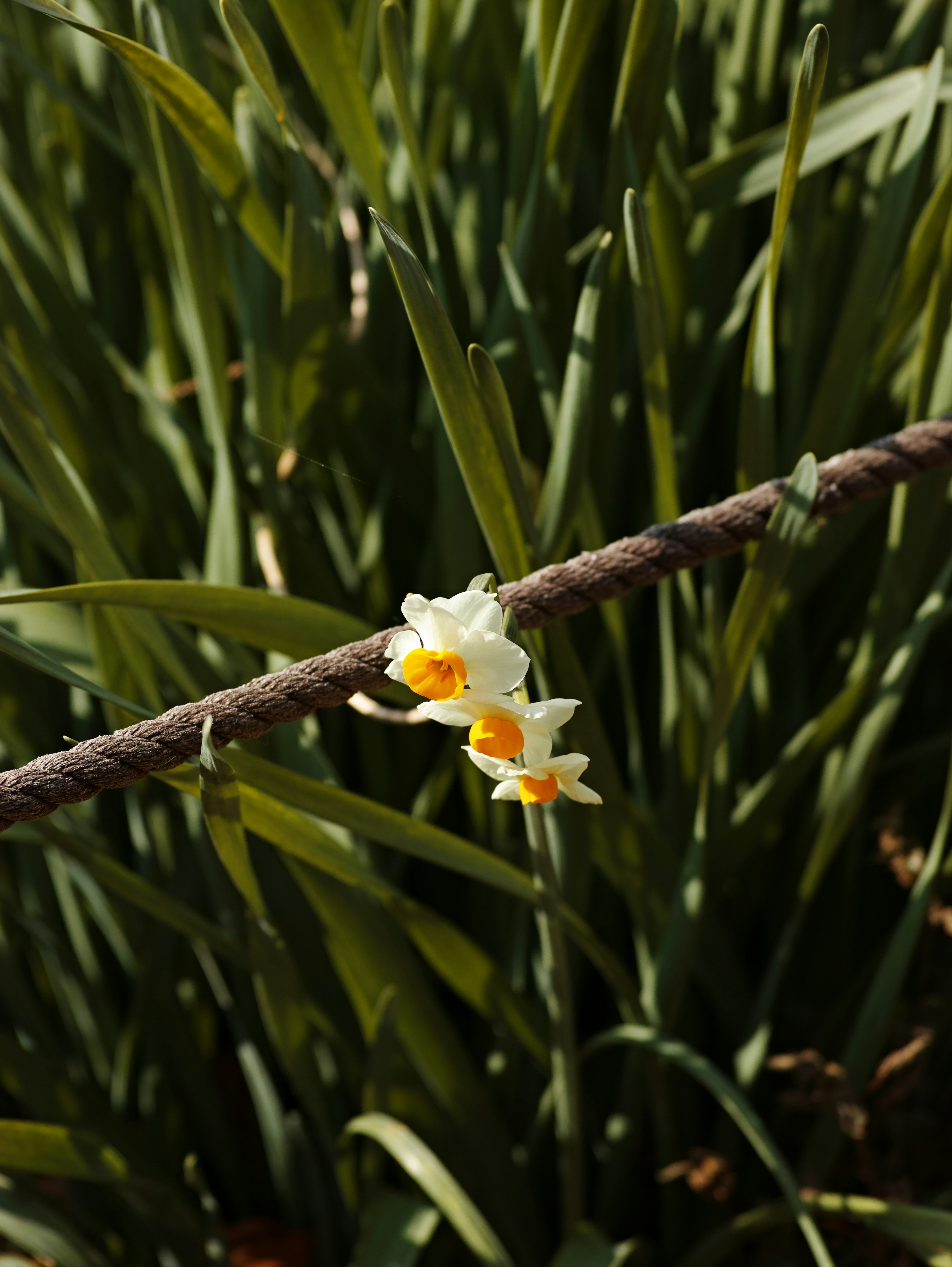 Weißblühende Blumen mit orangefarbenen Zentren, die zwischen grünem Gras blühen