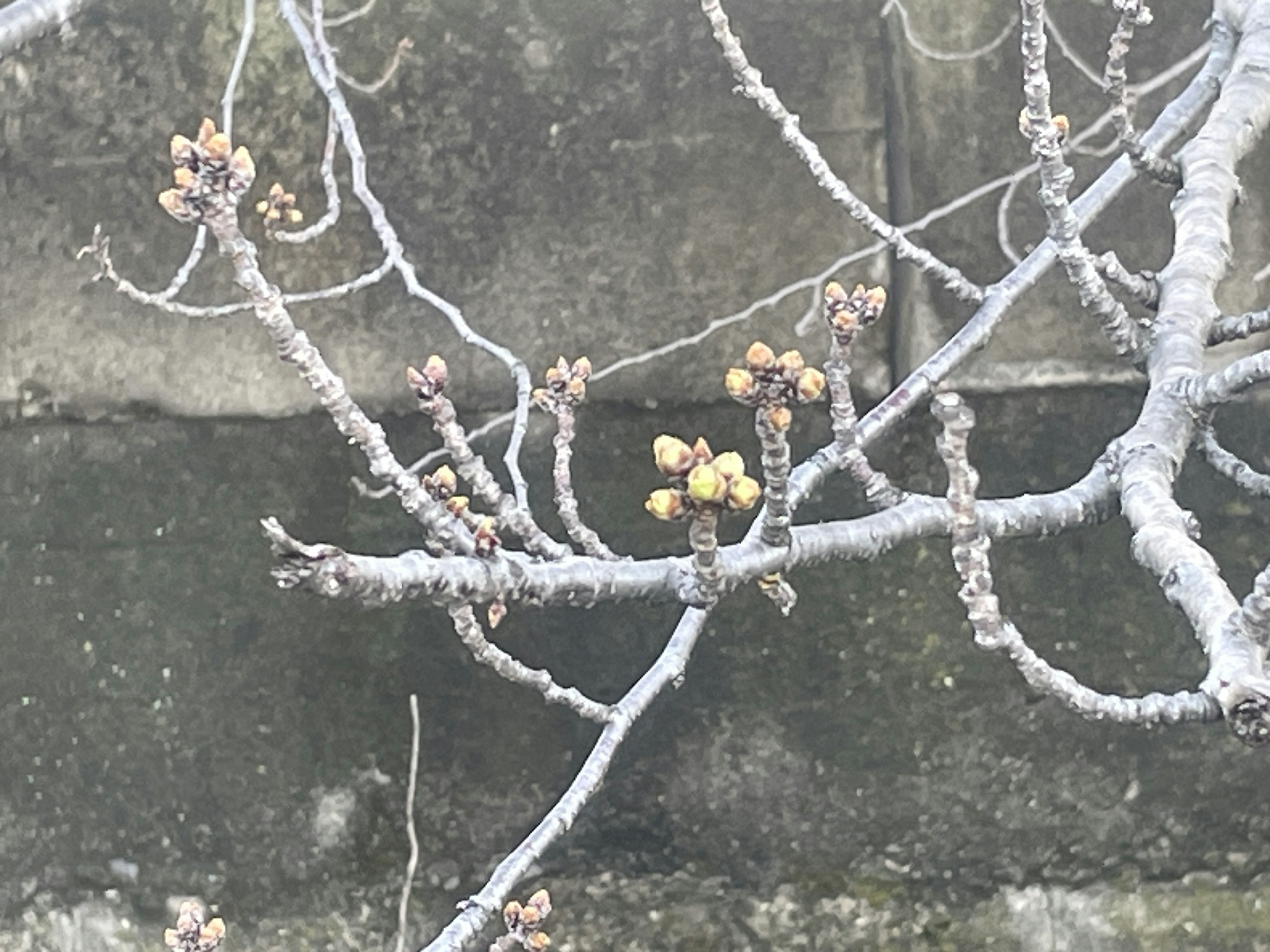 Boccioli che spuntano su un ramo d'albero