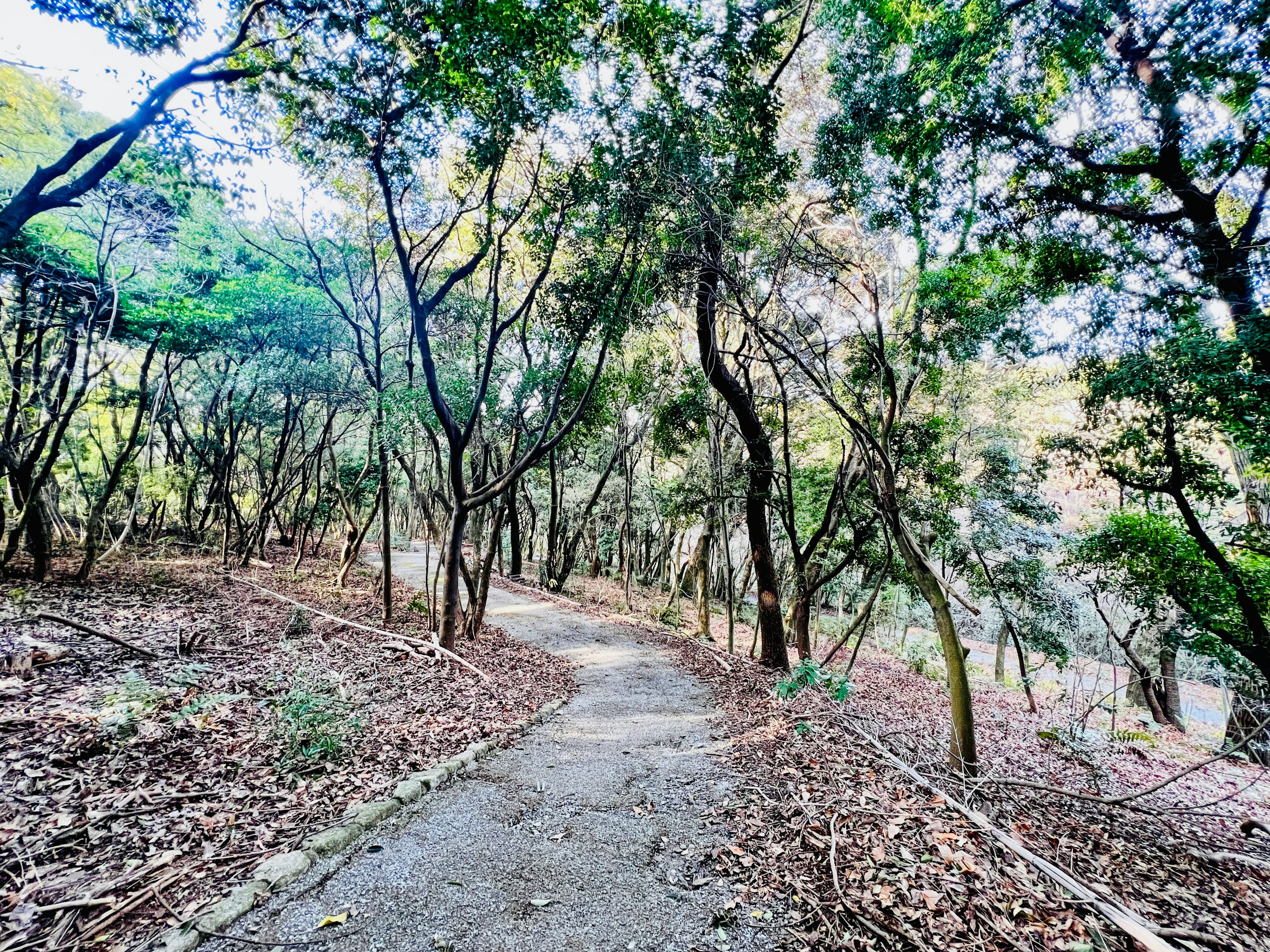 A winding path through a lush green forest