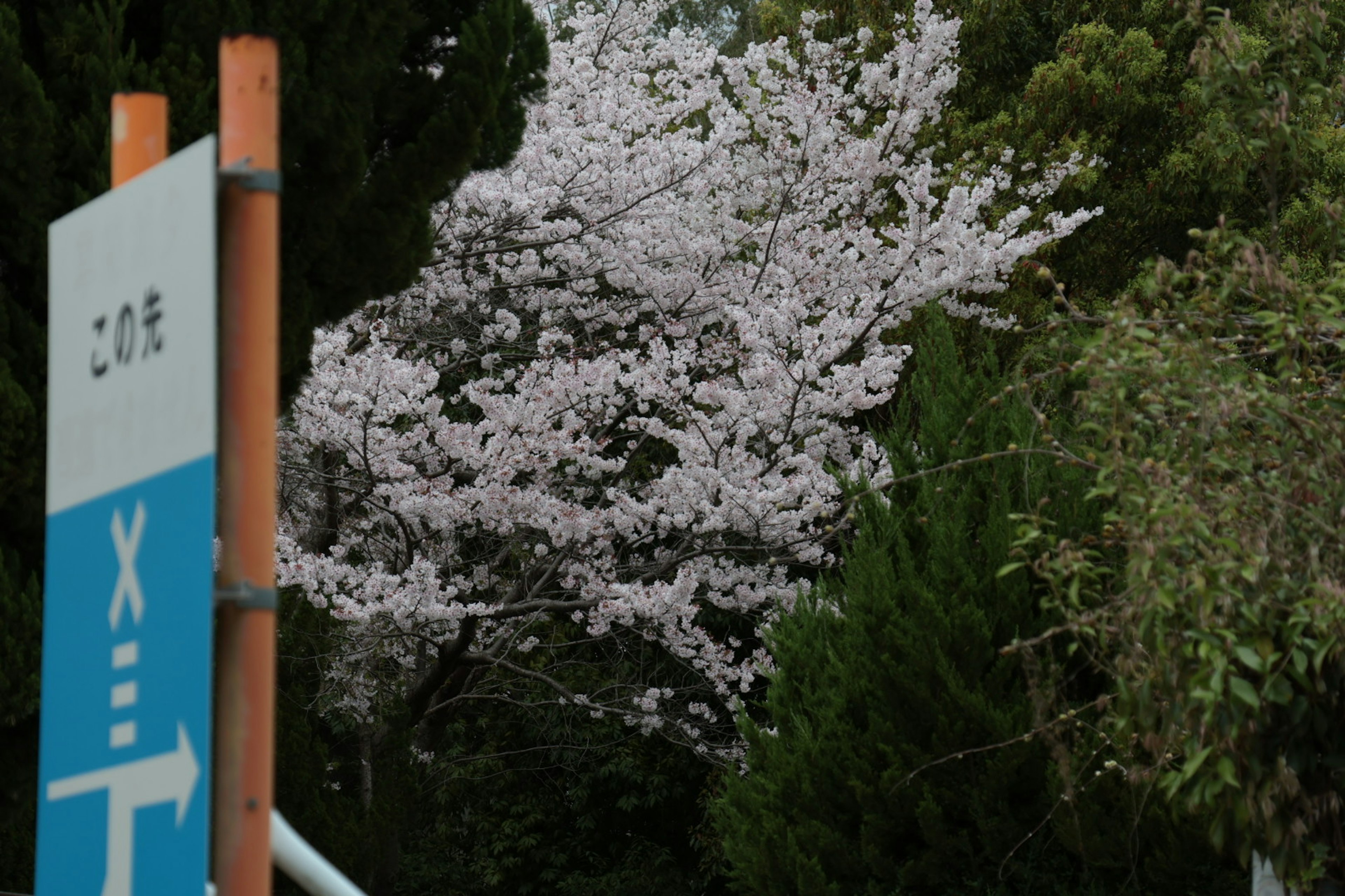 Arbre de cerisier en fleurs avec un panneau bleu